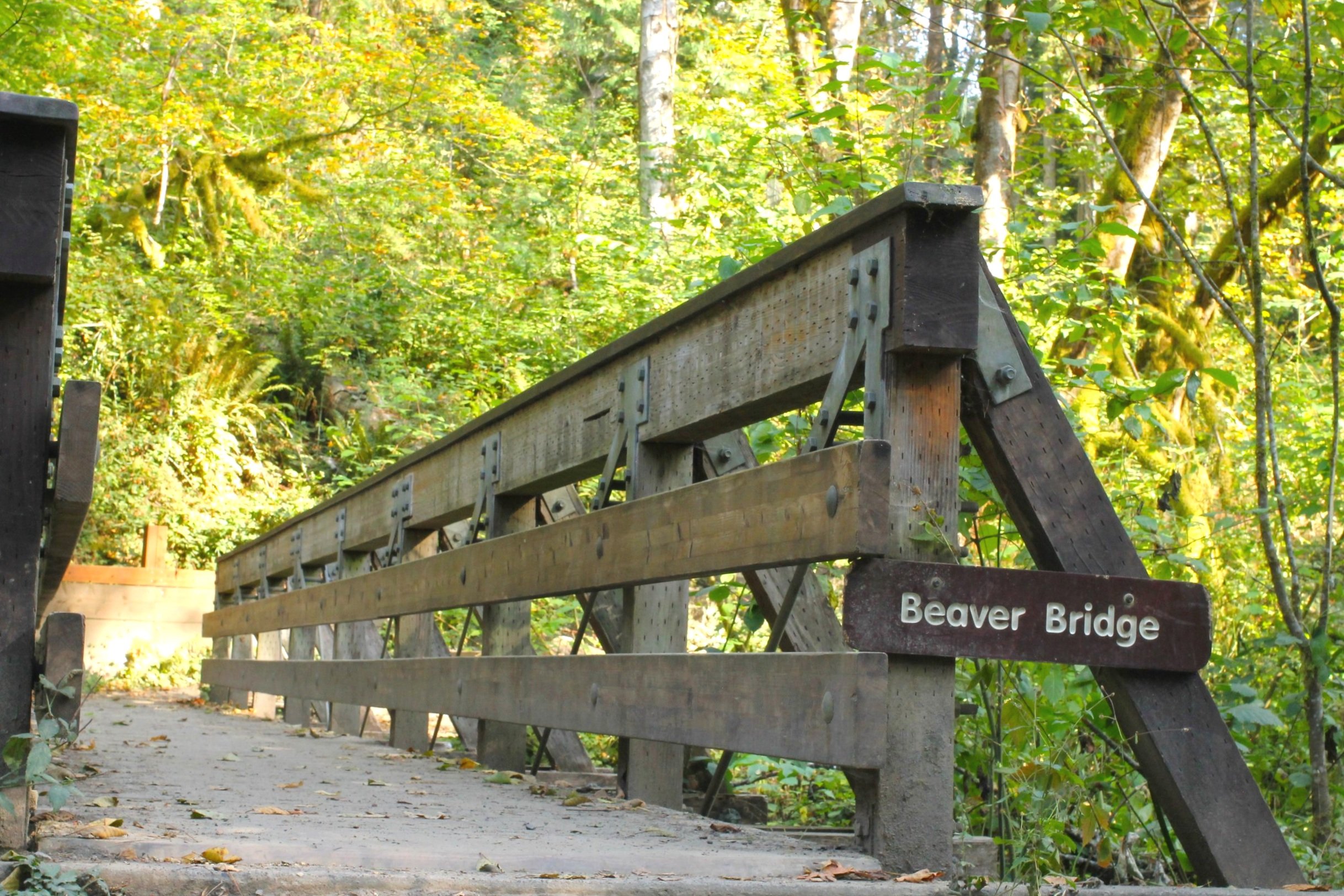 Wood footbridge leads to sunny forest