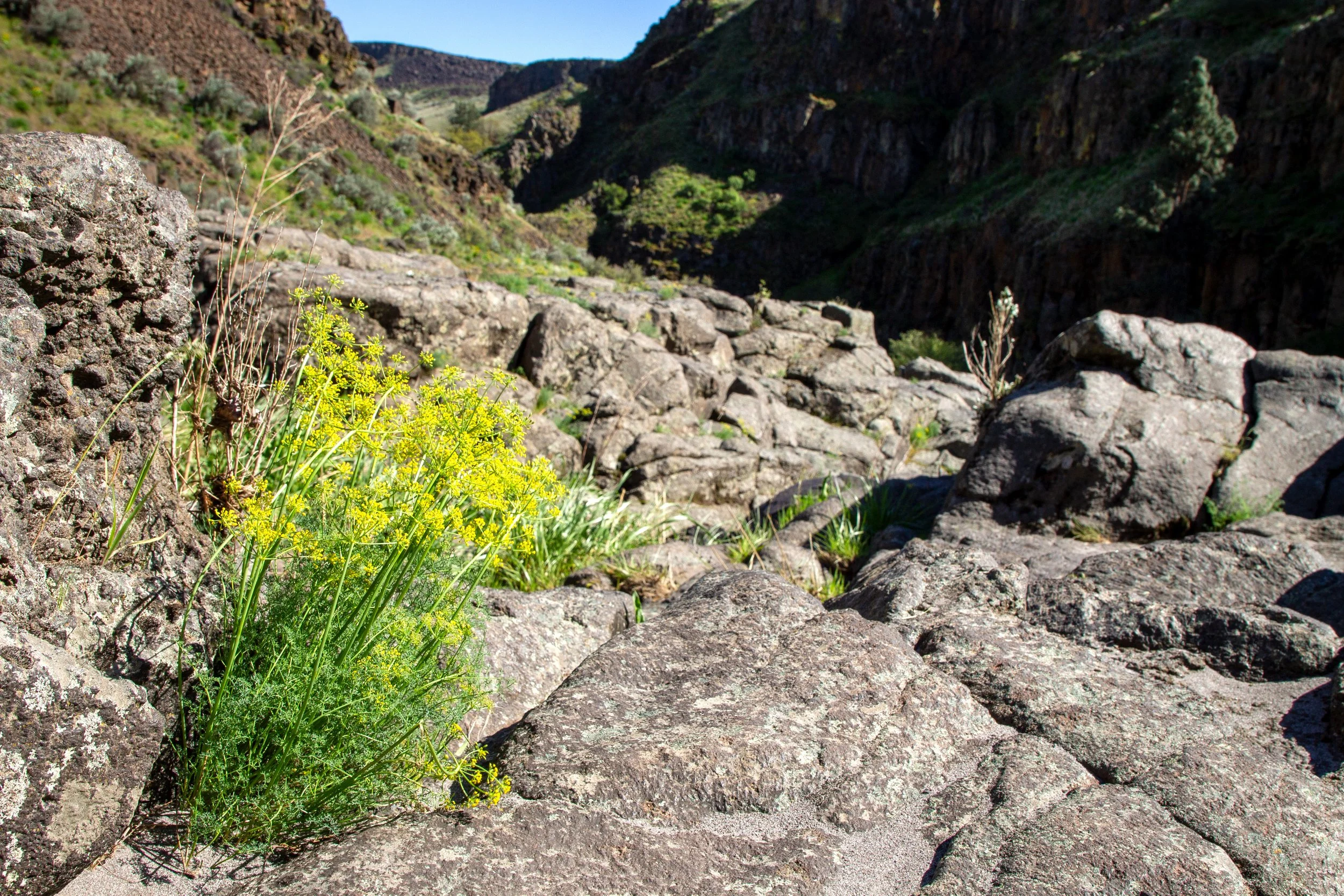 Desert parsley in rock crevice