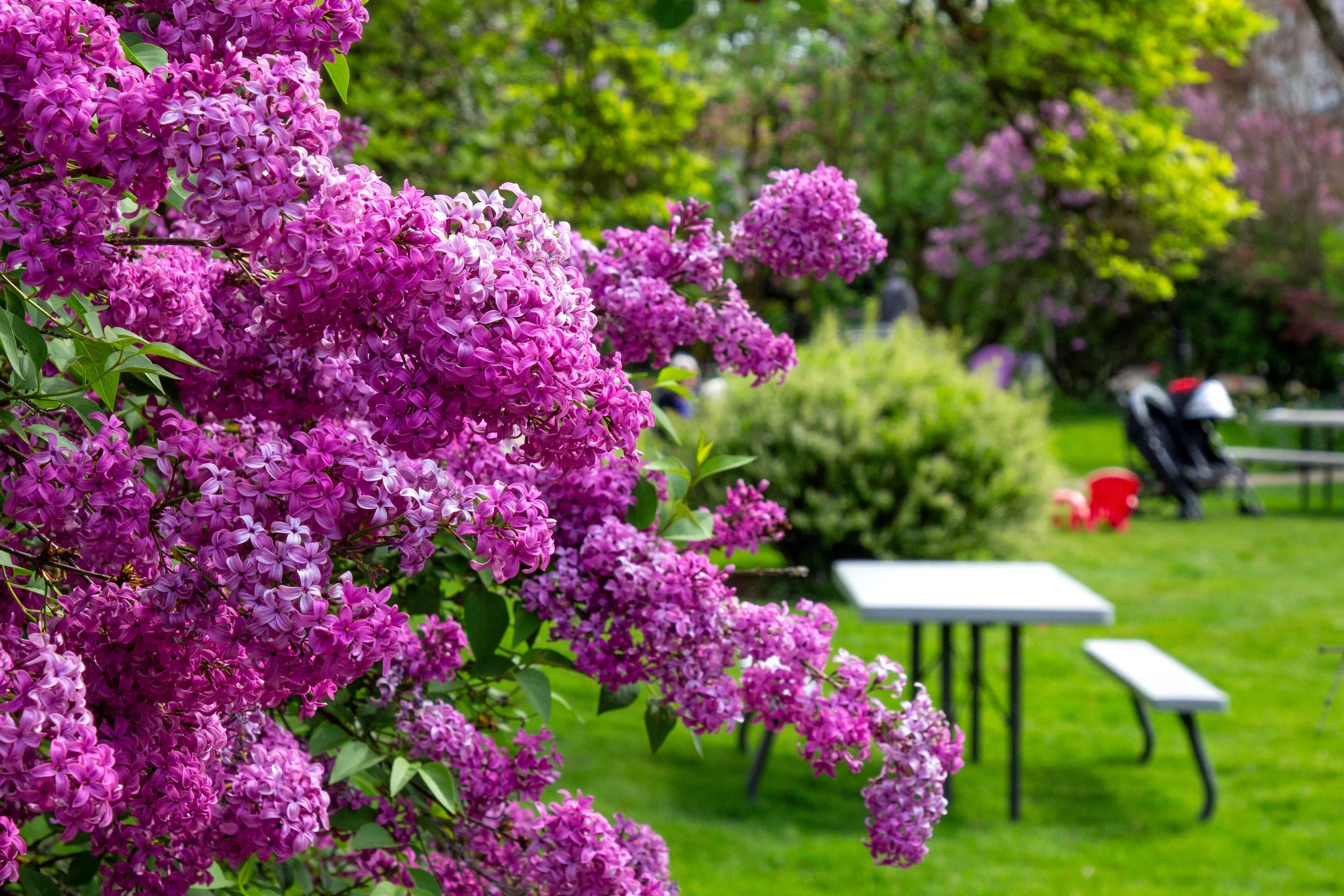 Visiting Hulda Klager Lilac Gardens