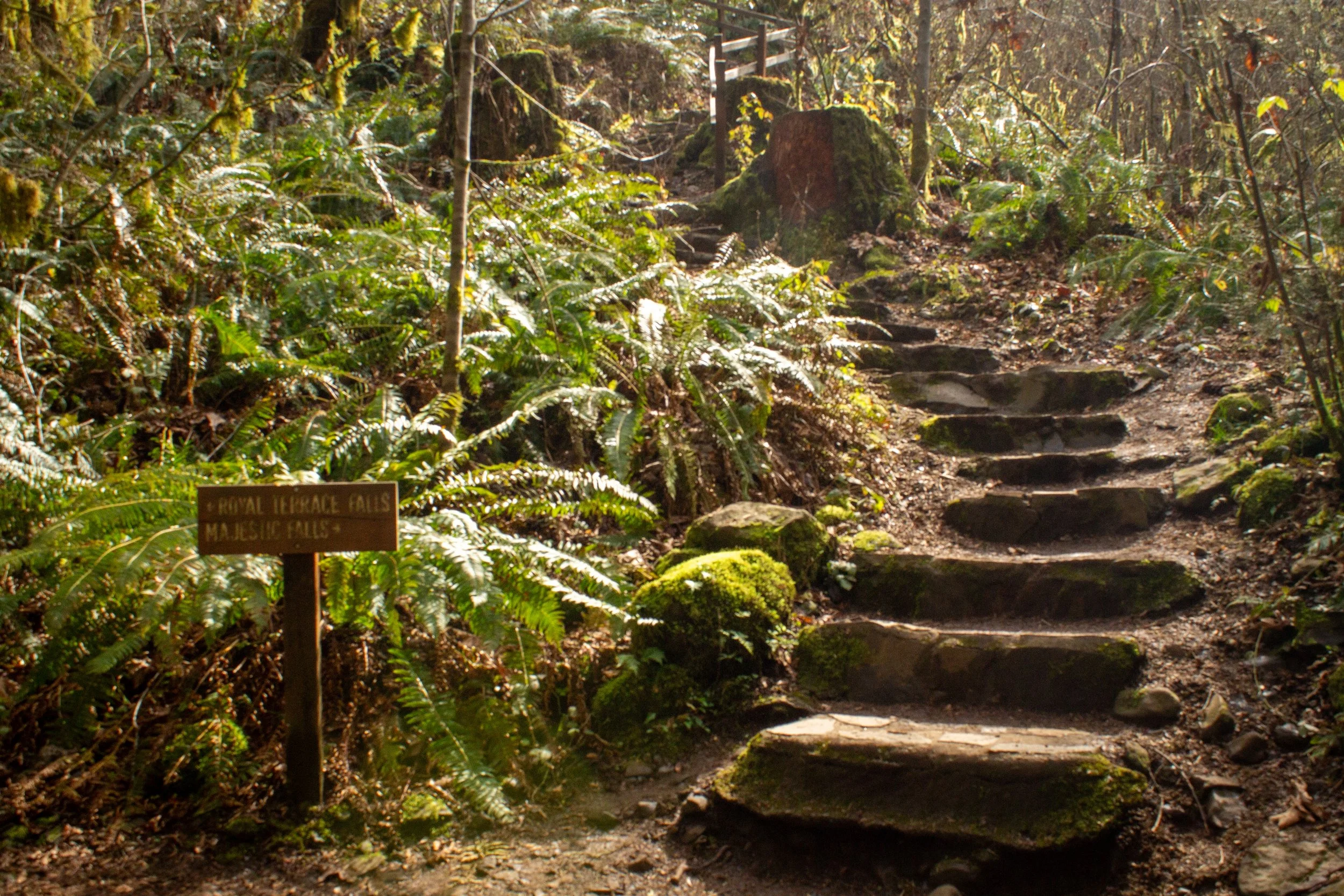 Ferns around stone steps