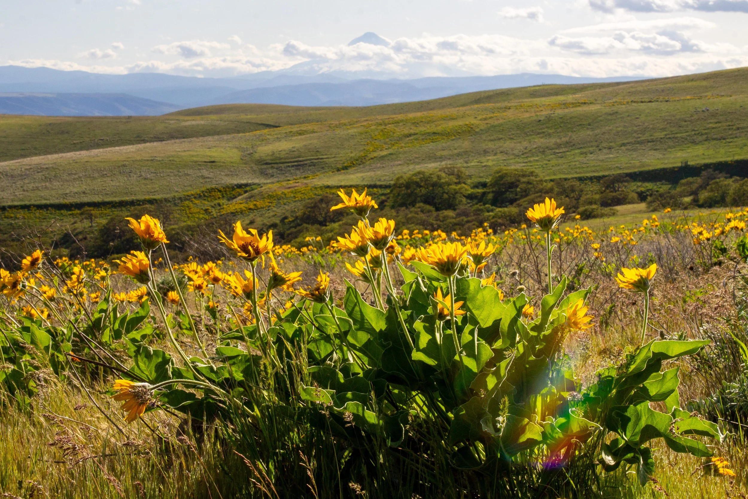 Mount Hood behind balsamroot