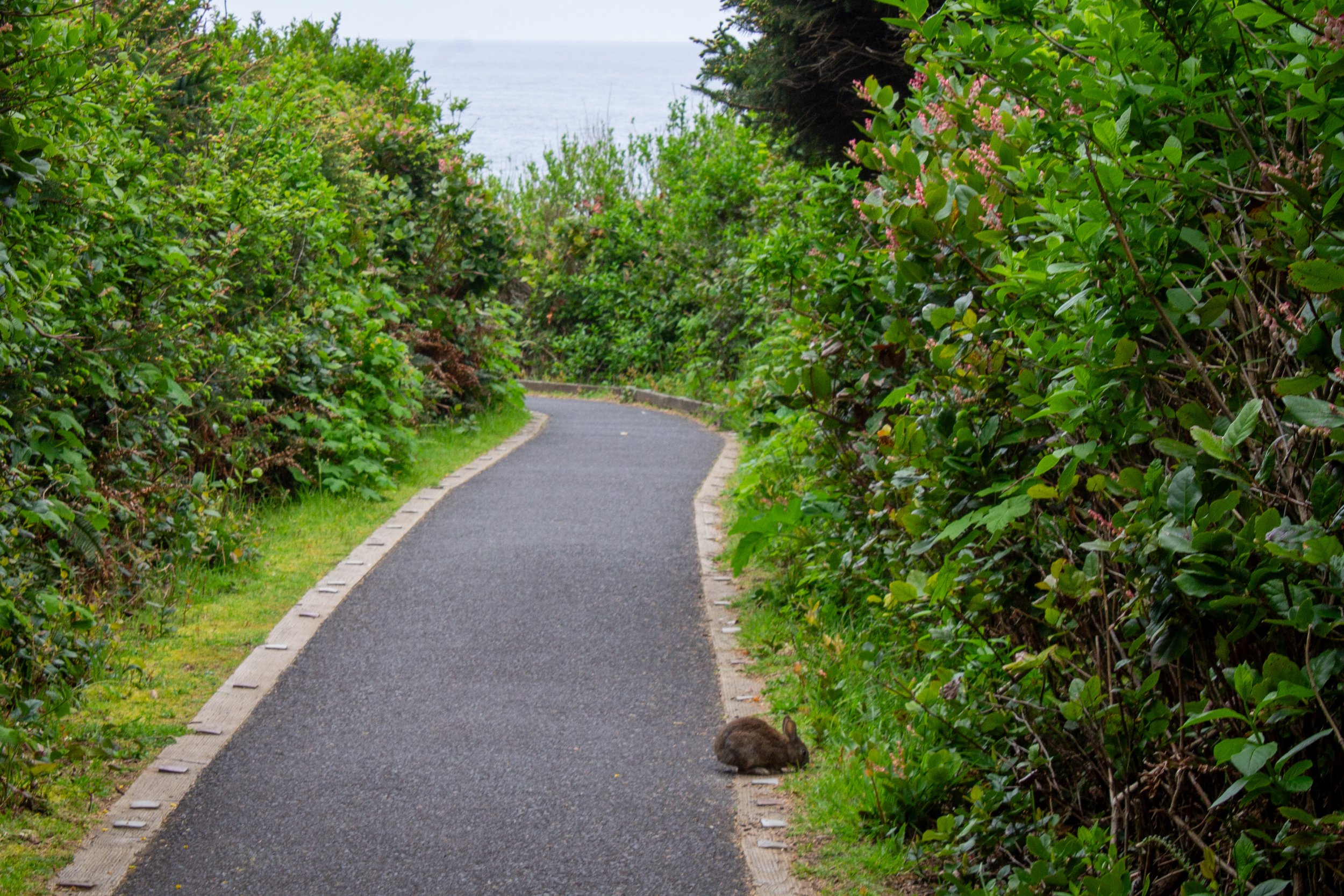 Rabbit nibbles grass on paved trail with ocean view