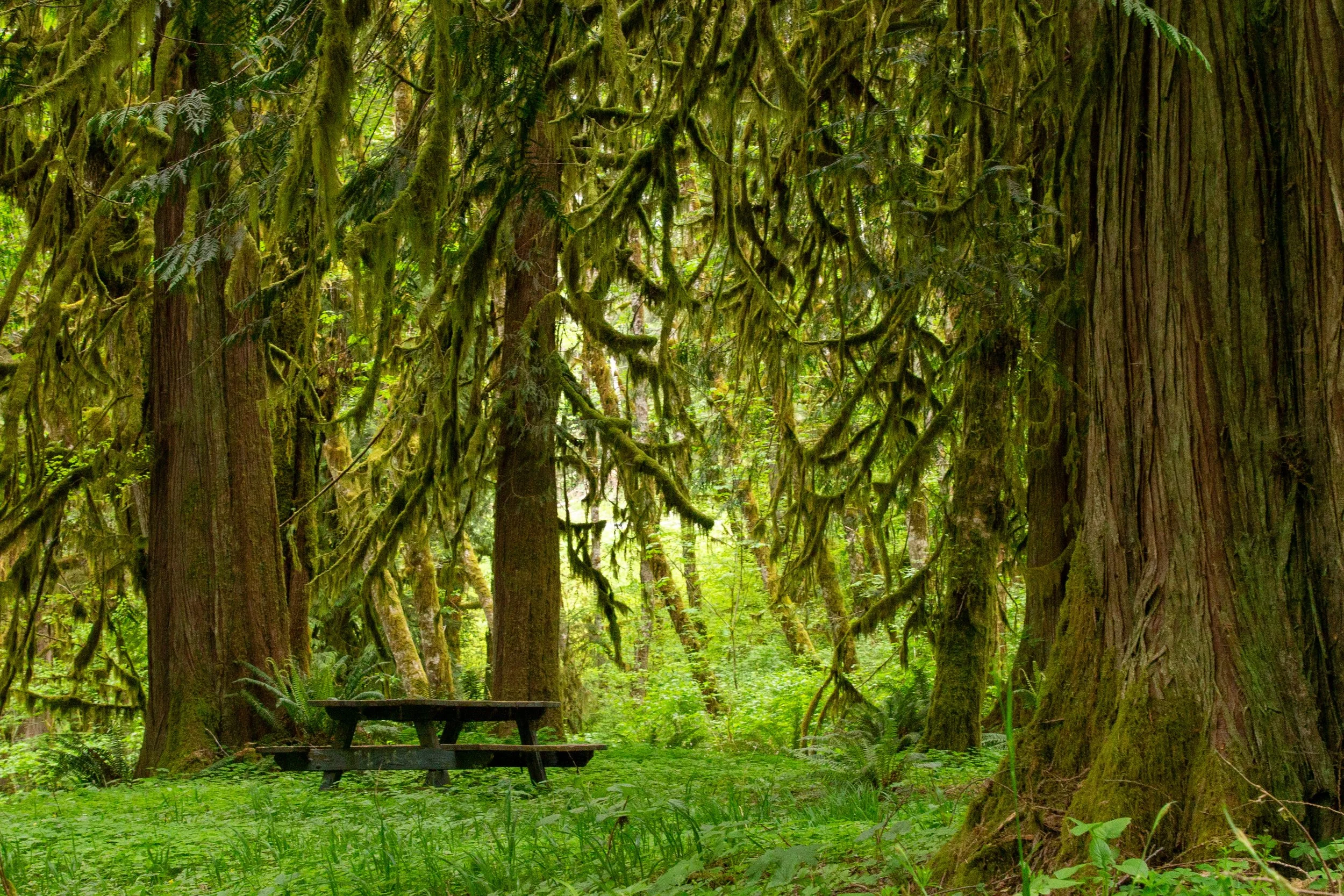 Picnic table under mossy branches of giant trees