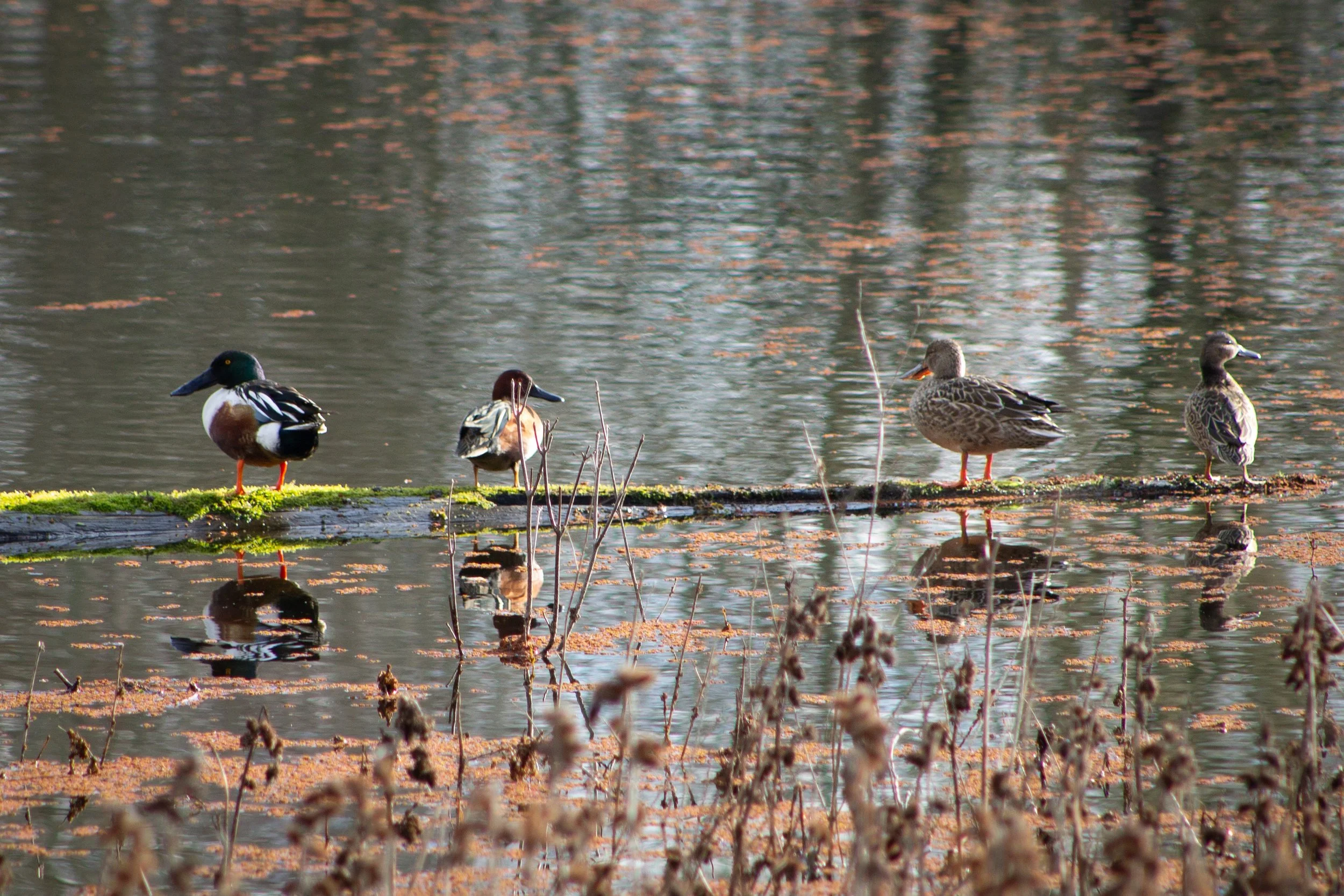 Ducks stand on log