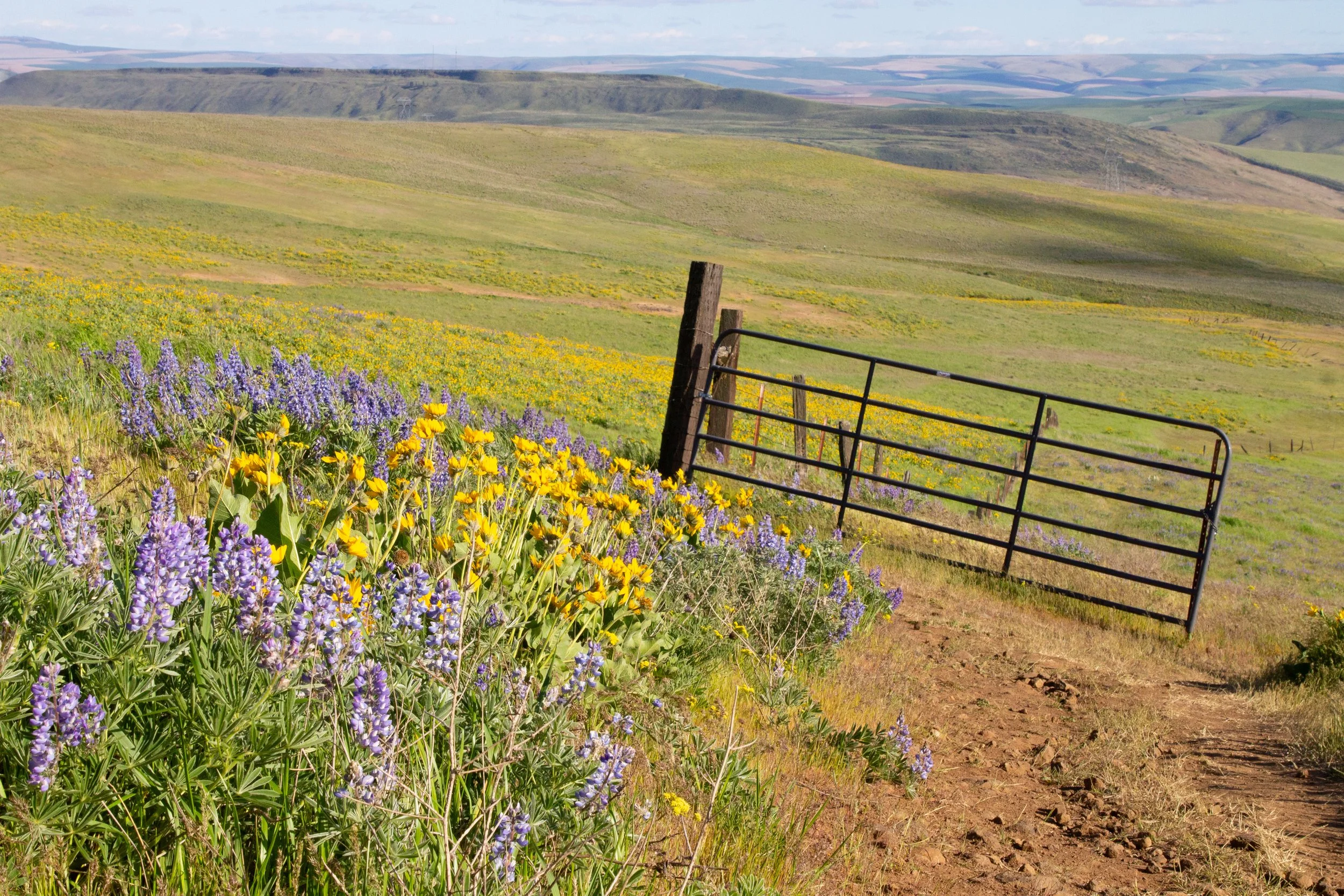 Wildflowers bloom in front of farm gate