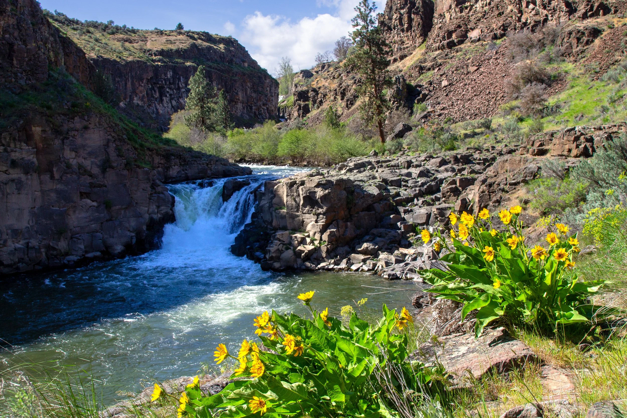 Wildflowers blooms at Lower White River Falls