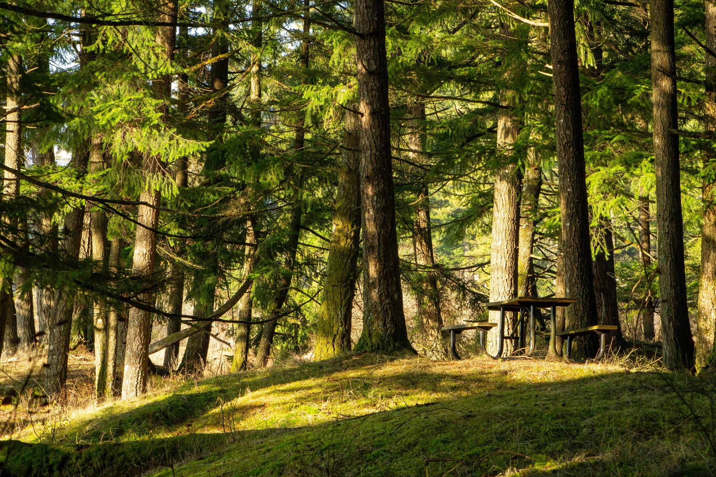 Picnic table on mound in forest