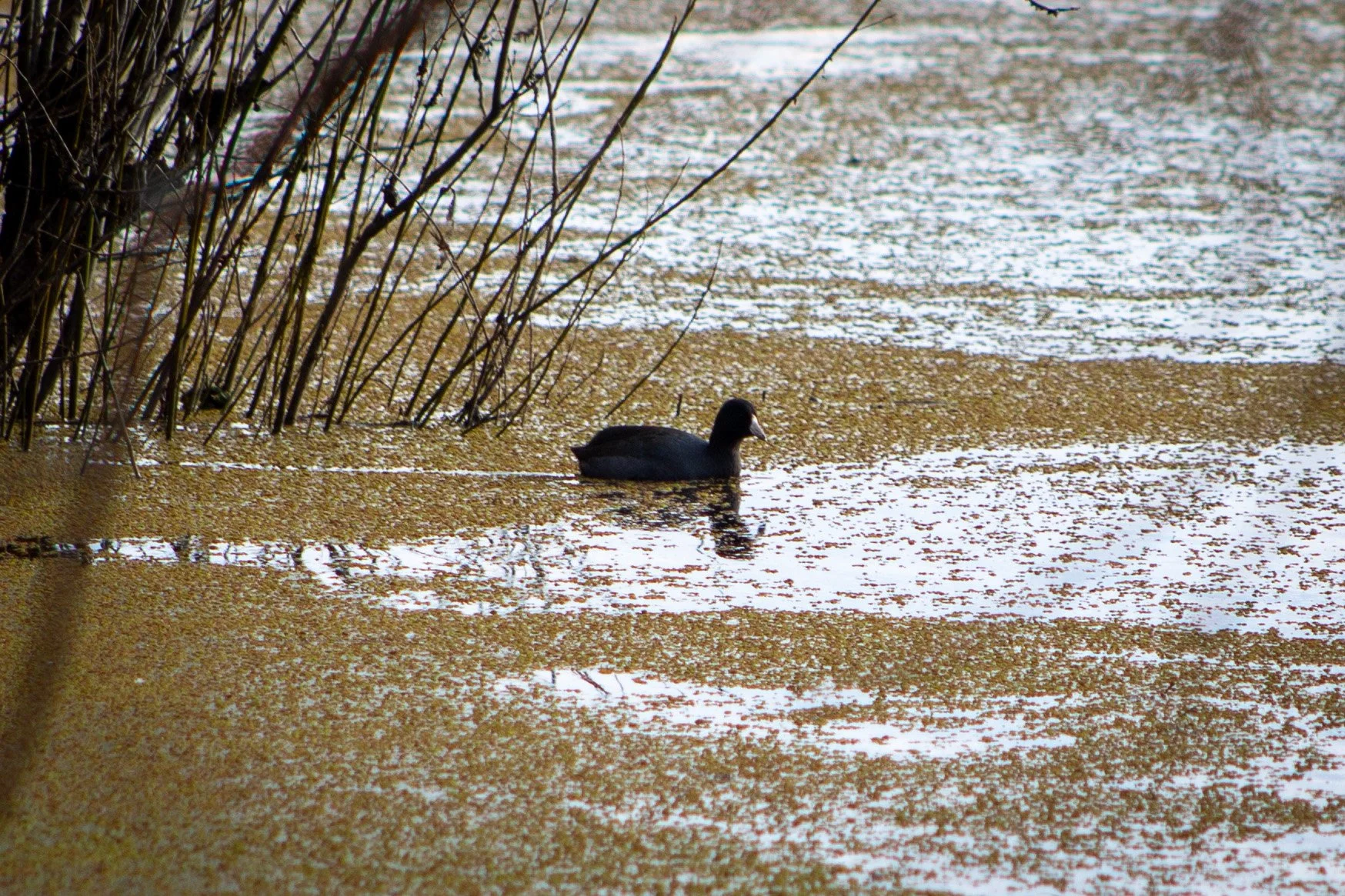 American coot swimming in Smith and Bybee wetlands