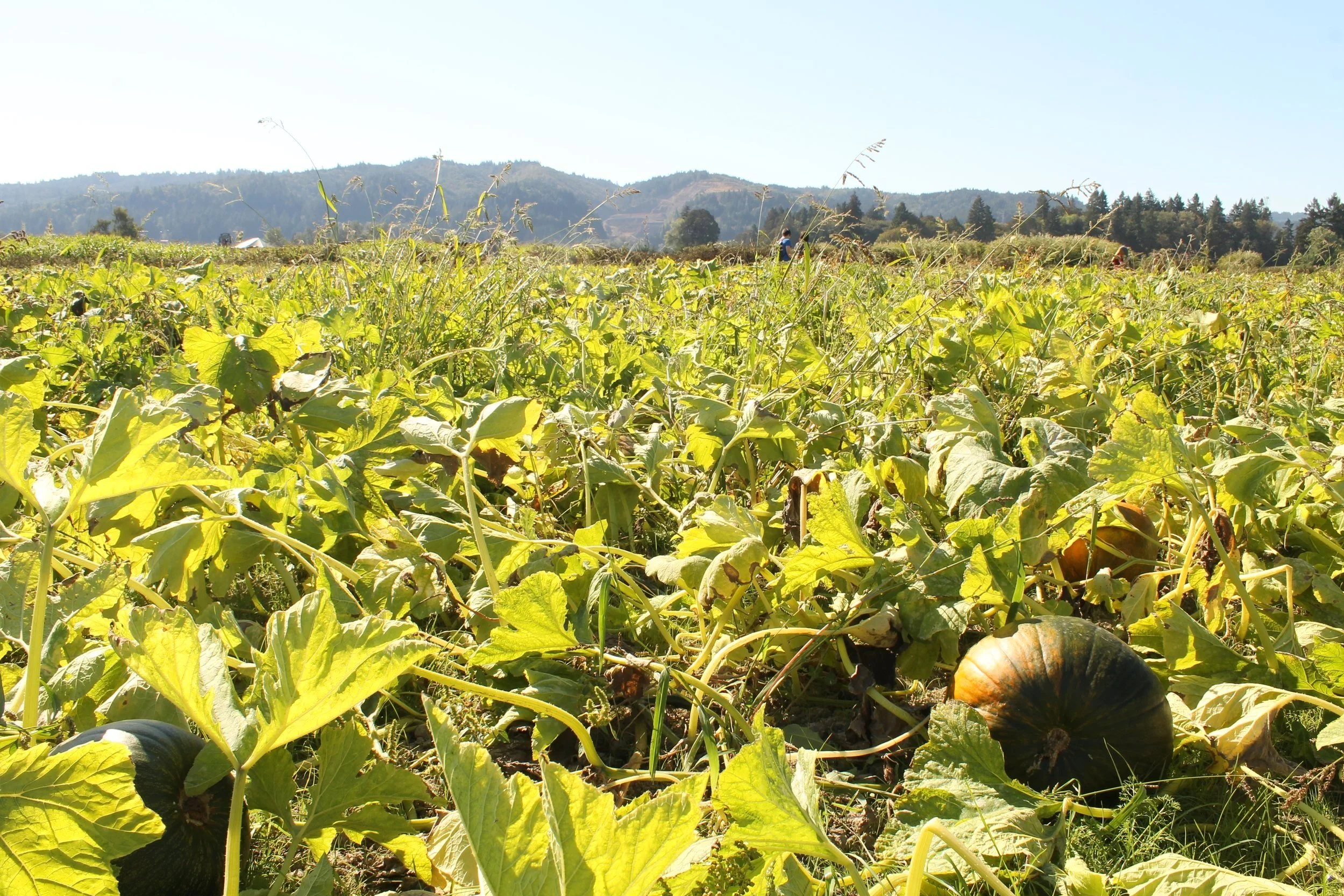 9 Fun Things to Do on Sauvie Island — Pines and Vines — Pines and Vines