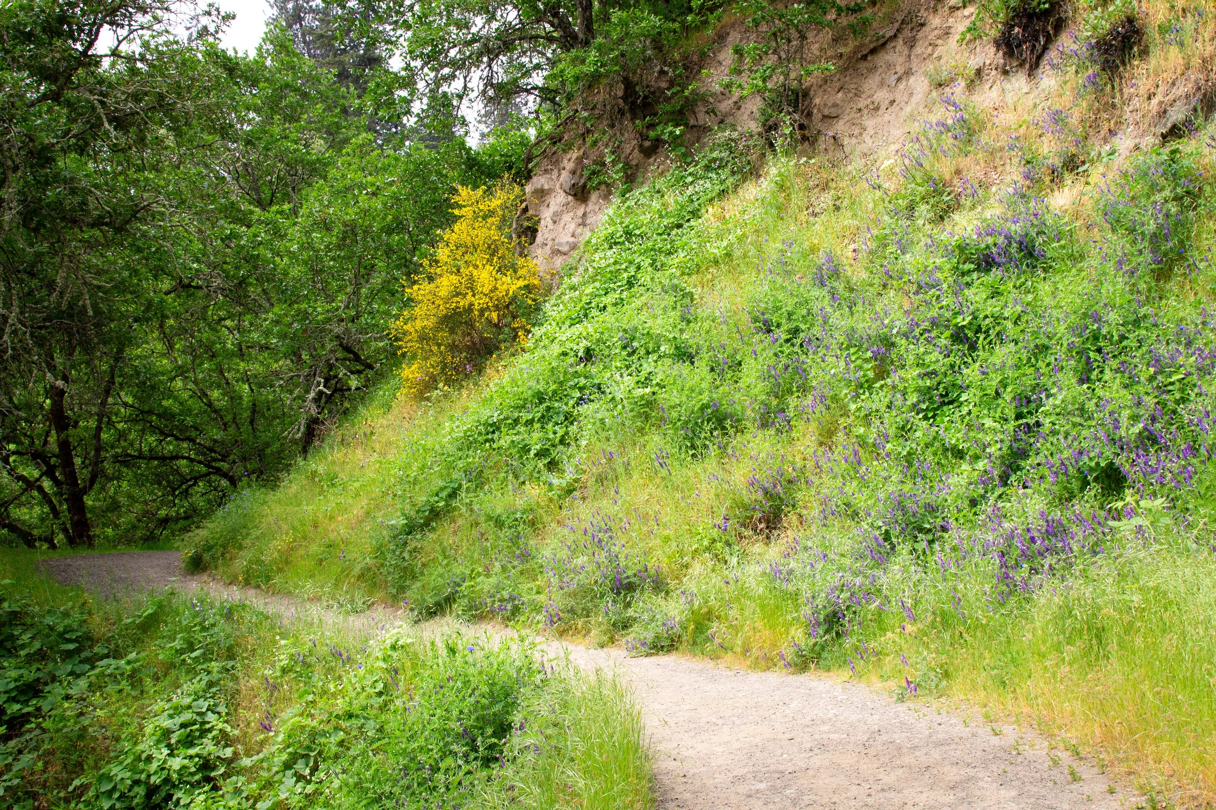 Wildflowers along Indian Creek Trail