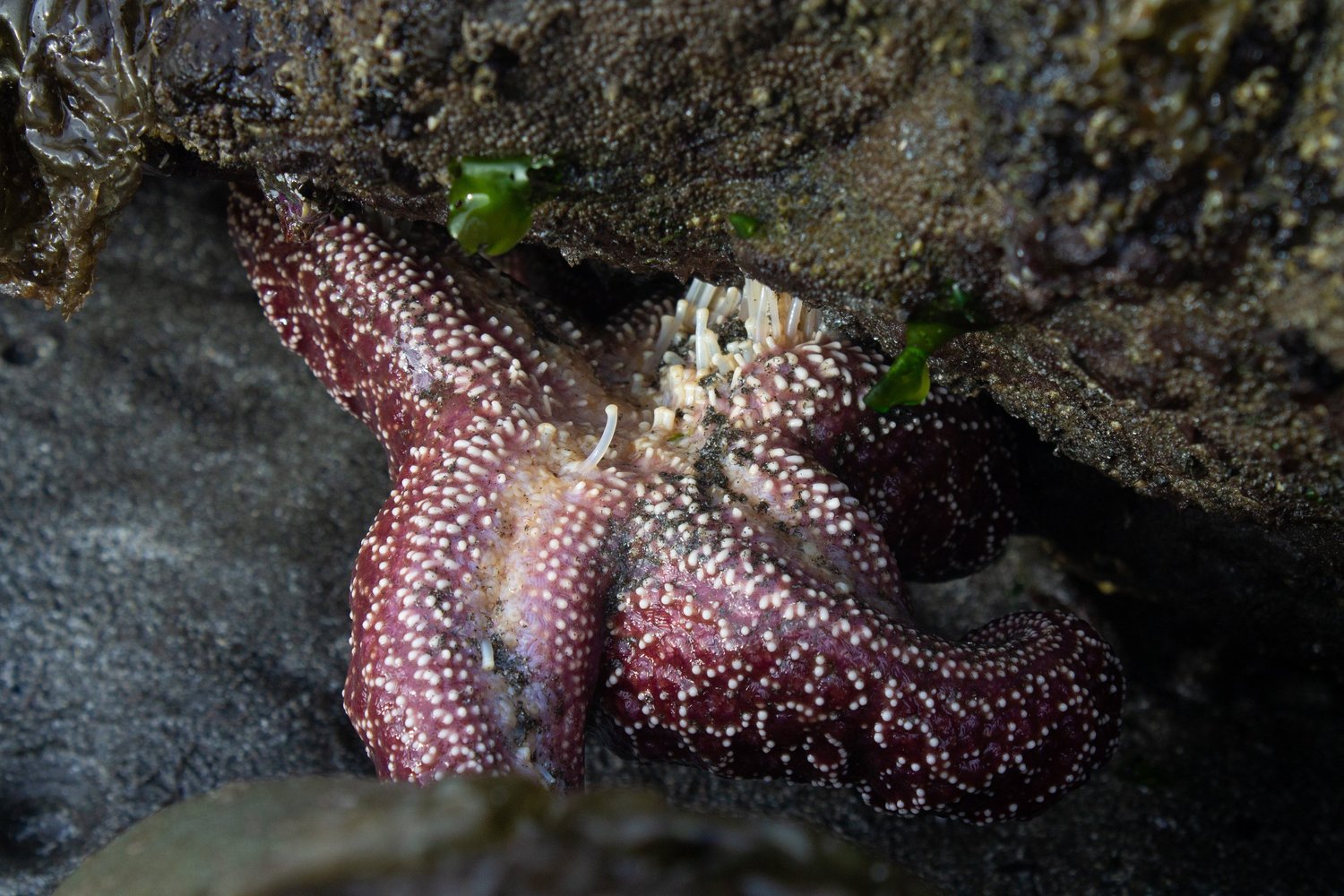 Quick Guide to Harris Beach State Park — Pines and Vines