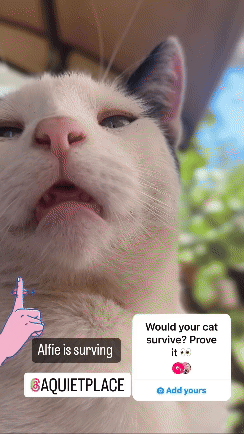 Catcatcity__QuietPlace1.gif