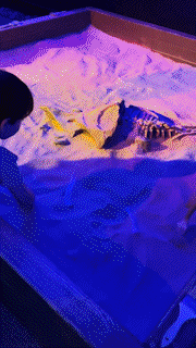 amandaseghetti_reels_3111482954476154276_AdobeExpress.gif