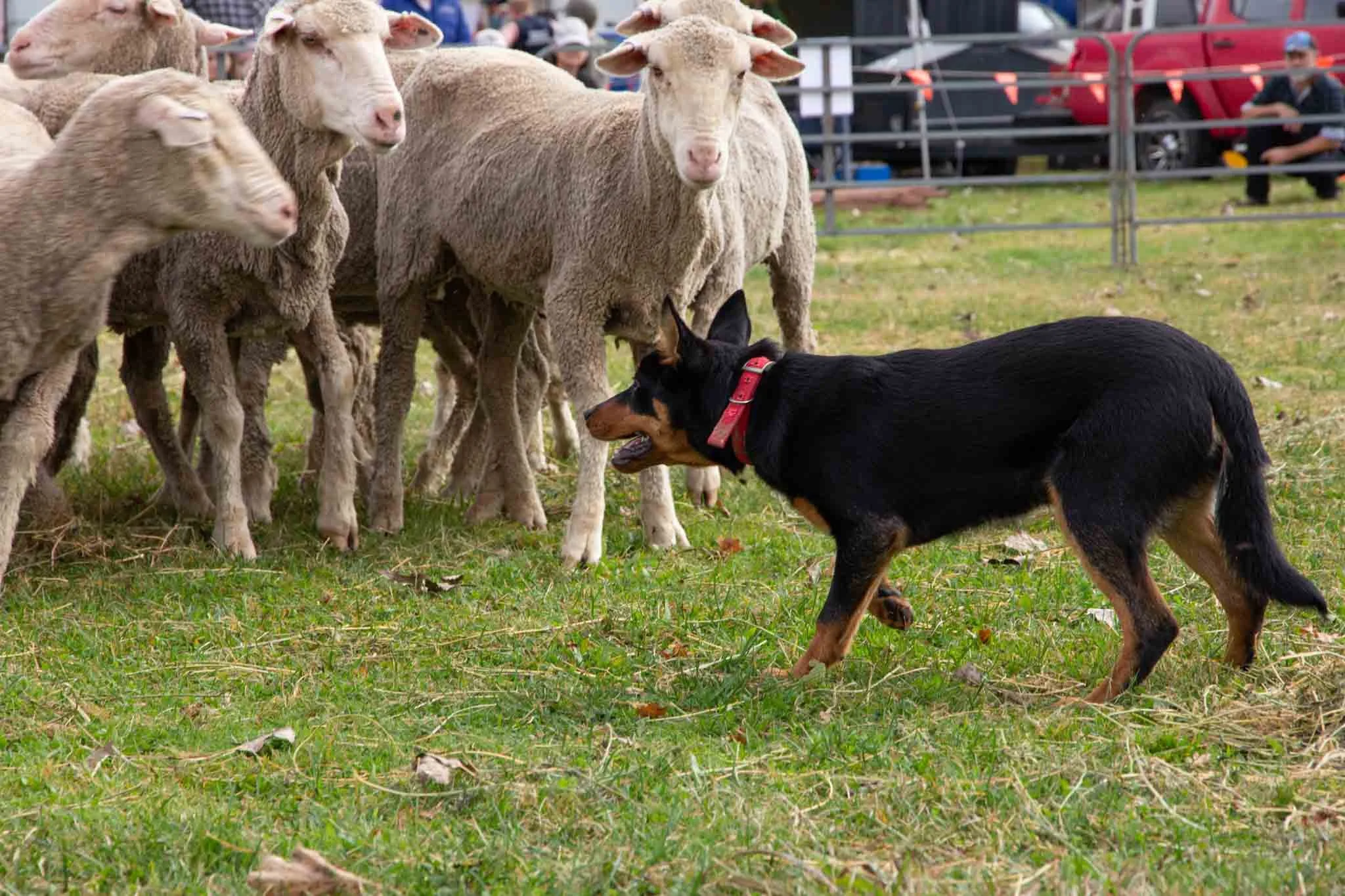 hawkesbury kelpies 1.JPG