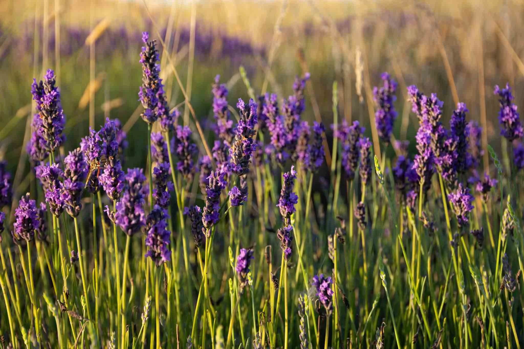 ashburton-lavender-oil-production-artisan-products-tania-kuegler-photography.JPG
