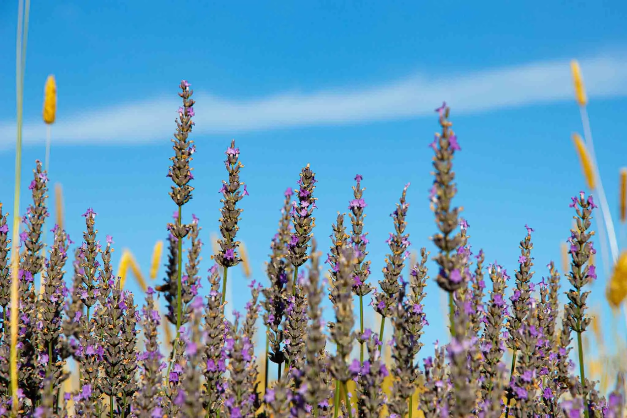 ashburton-lavender-farm-stay-millthorpe-tania-kuegler-photography.JPG
