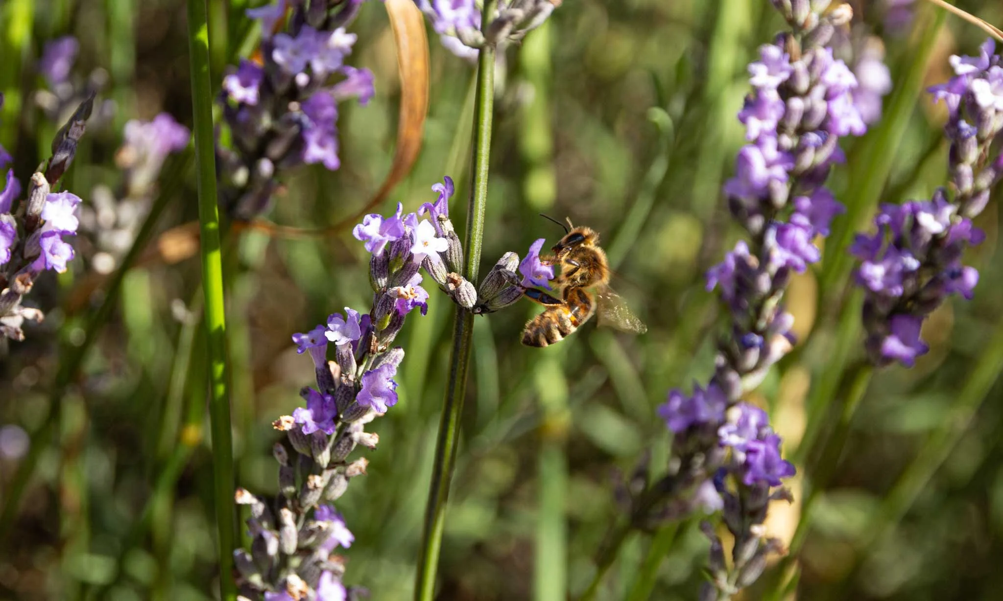 ashburton-lavender-bee-tania-kuegler-photography.JPG