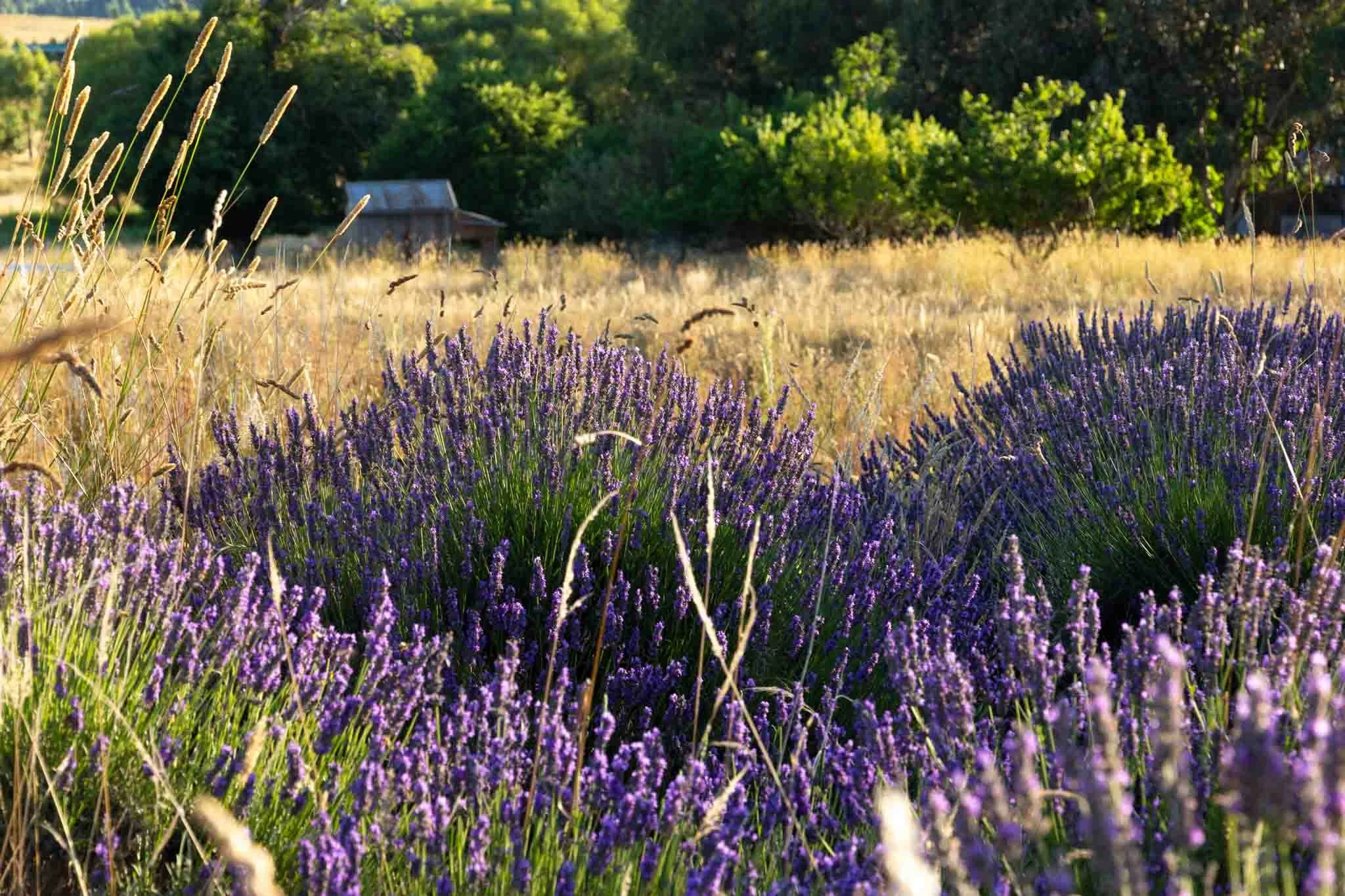 ashburton-lavender-rambing-gardens-tania-kuegler-photography.JPG