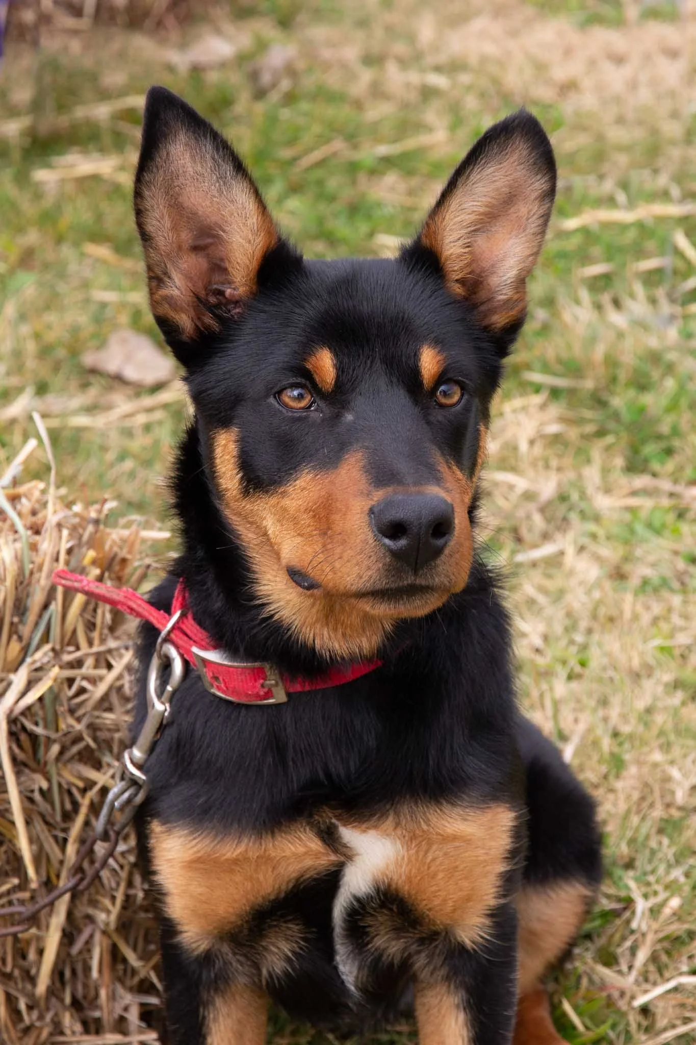 hawkesbury kelpies 3 six mth old Lee.JPG