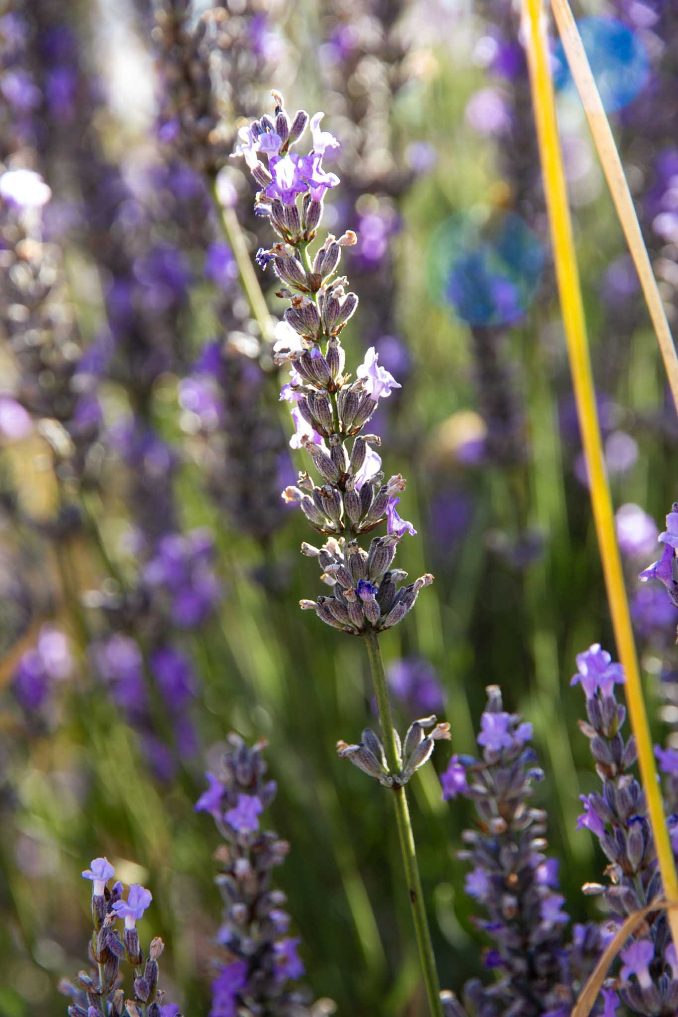ashburton-lavender-fields-millthorpe-tania-kuegler-photography.JPG