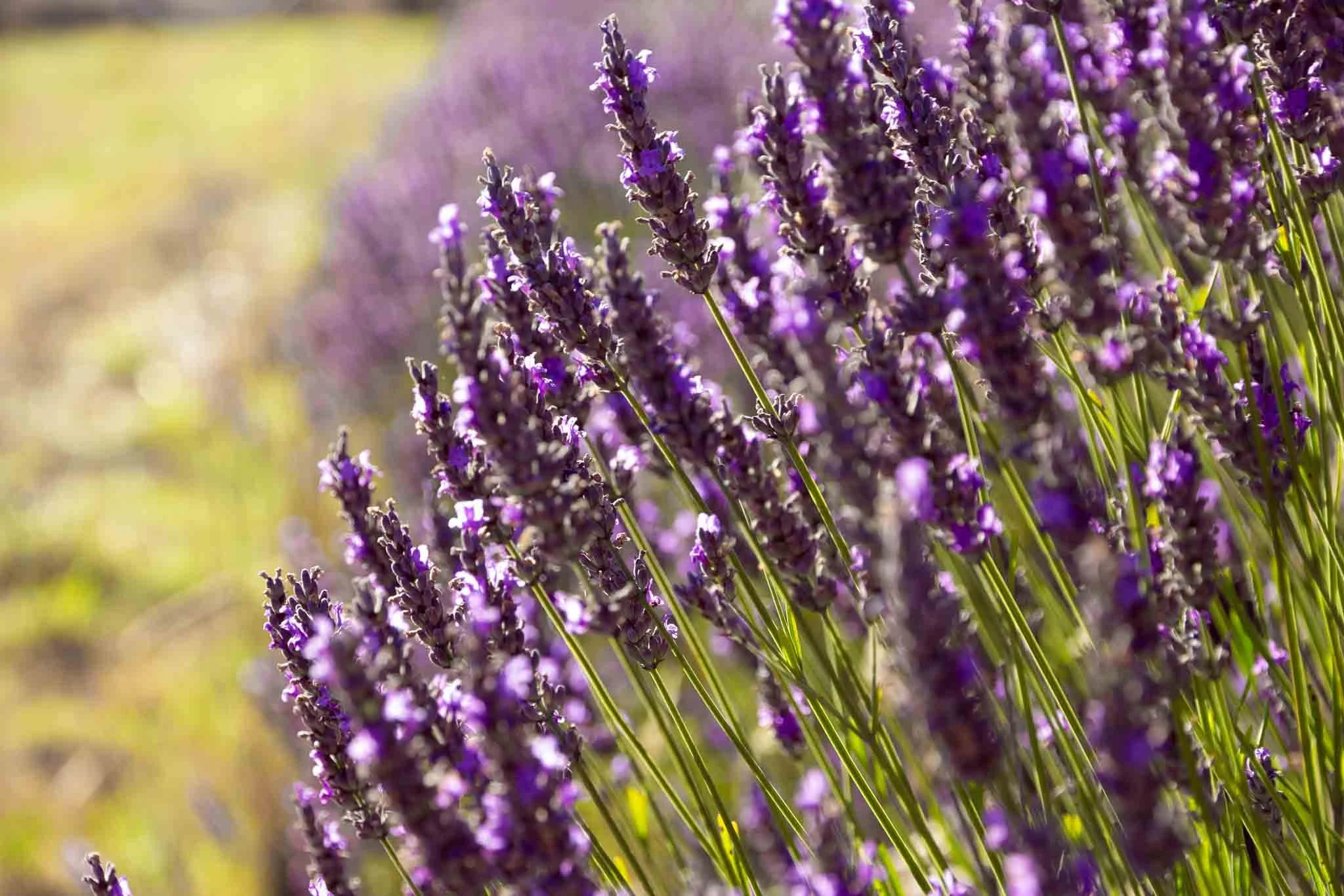 ashburton-lavender-farm-millthorpe-nsw-australia-tania-kuegler-photography.JPG