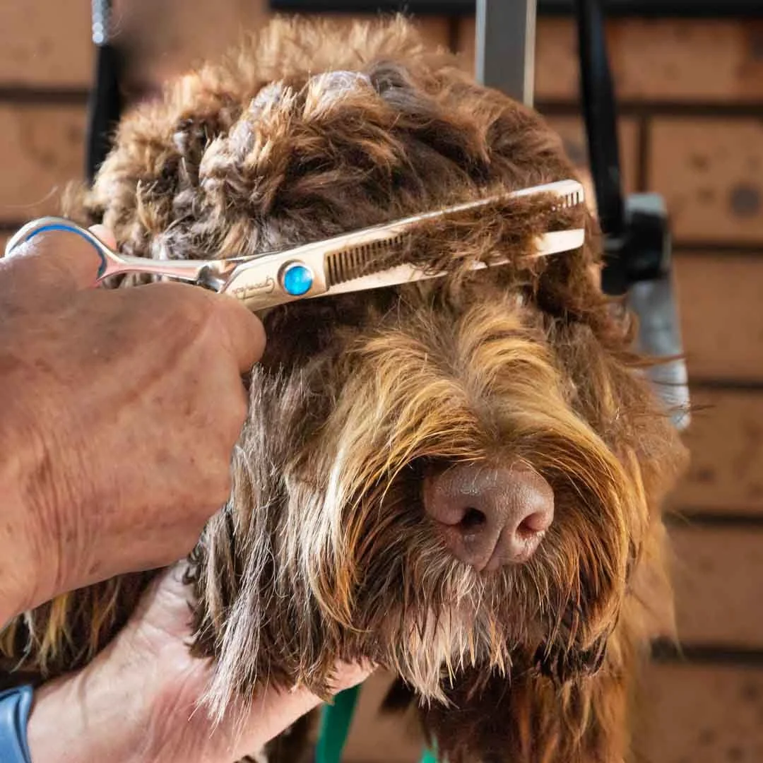 orange-dog-grooming-and-training-nsw-tania-kuegler-photography.JPG