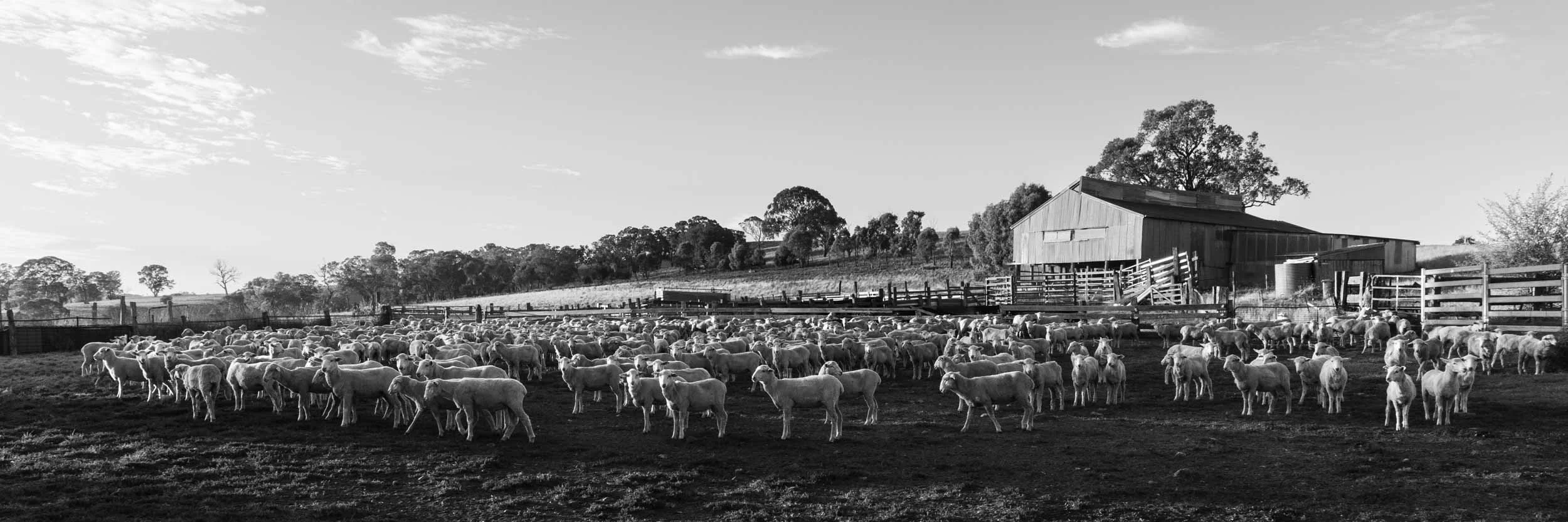 orange-near-byng-shearing-shed.JPG