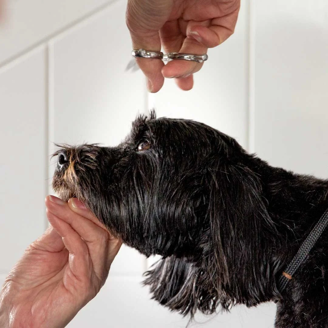 orange-pet-dog-training-nine.JPG