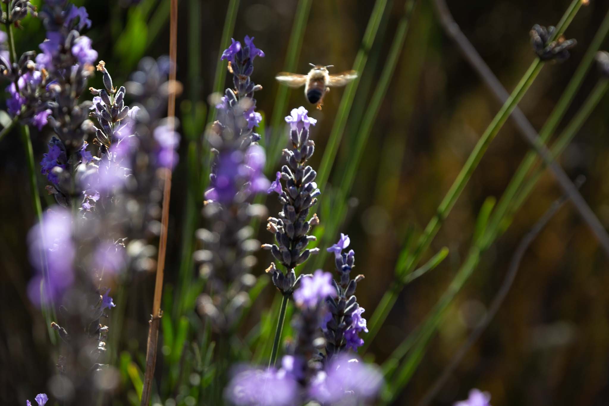 ashburton-lavender-bees-for-pollination-tania-kuegler-photography.JPG