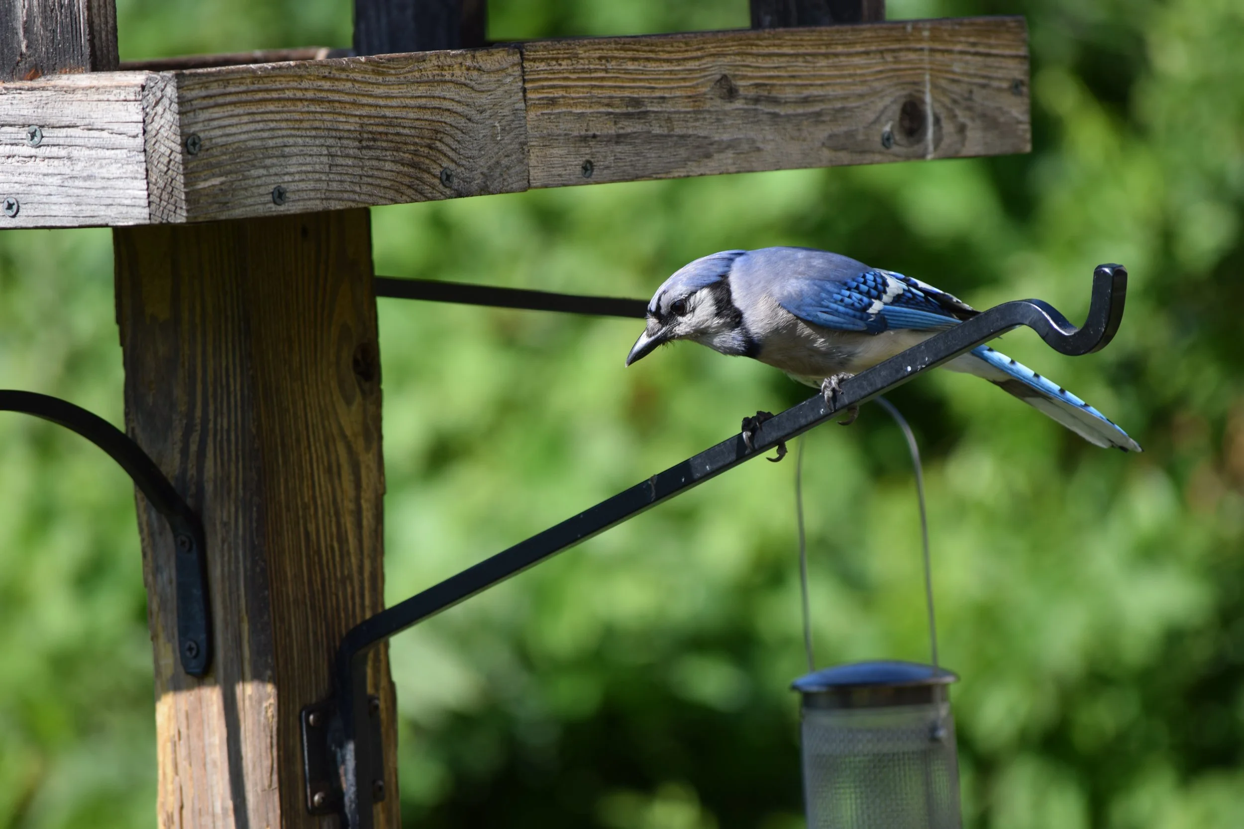 blue jay on a bird feeder