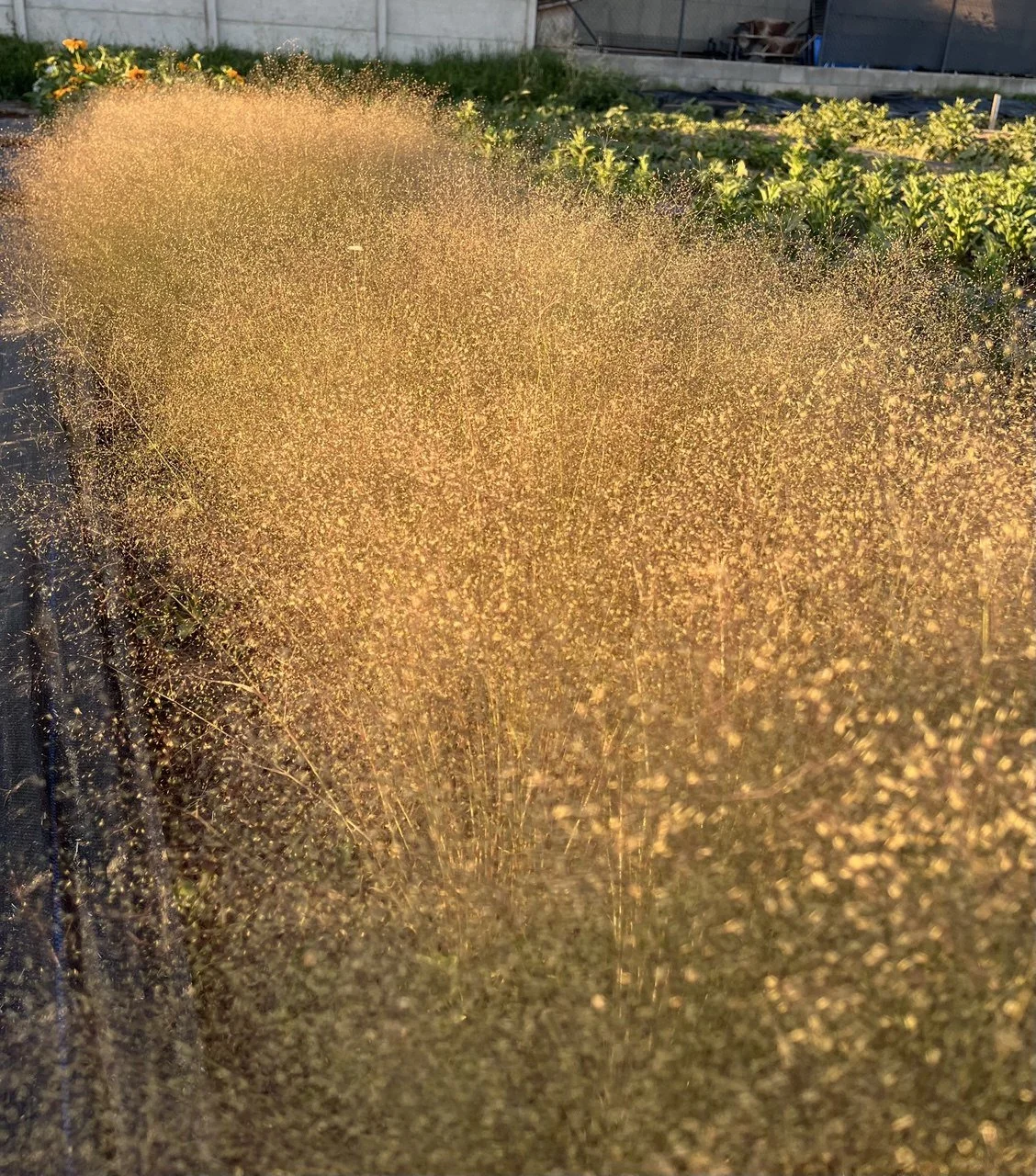 agrostis nebulosa.jpg
