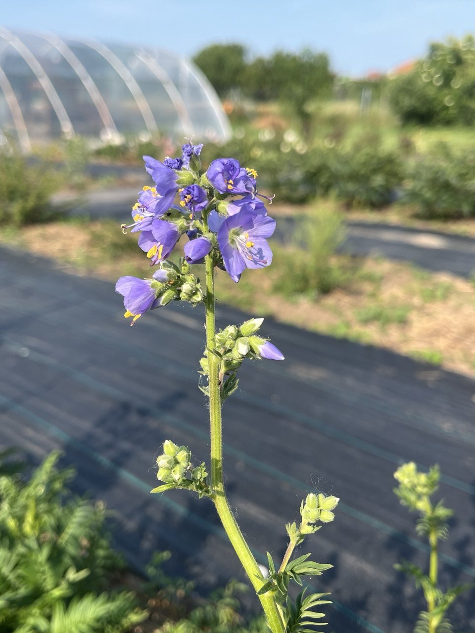 polemonium .jpg
