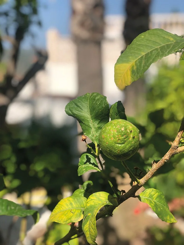 lime-plant-hermitage.jpg