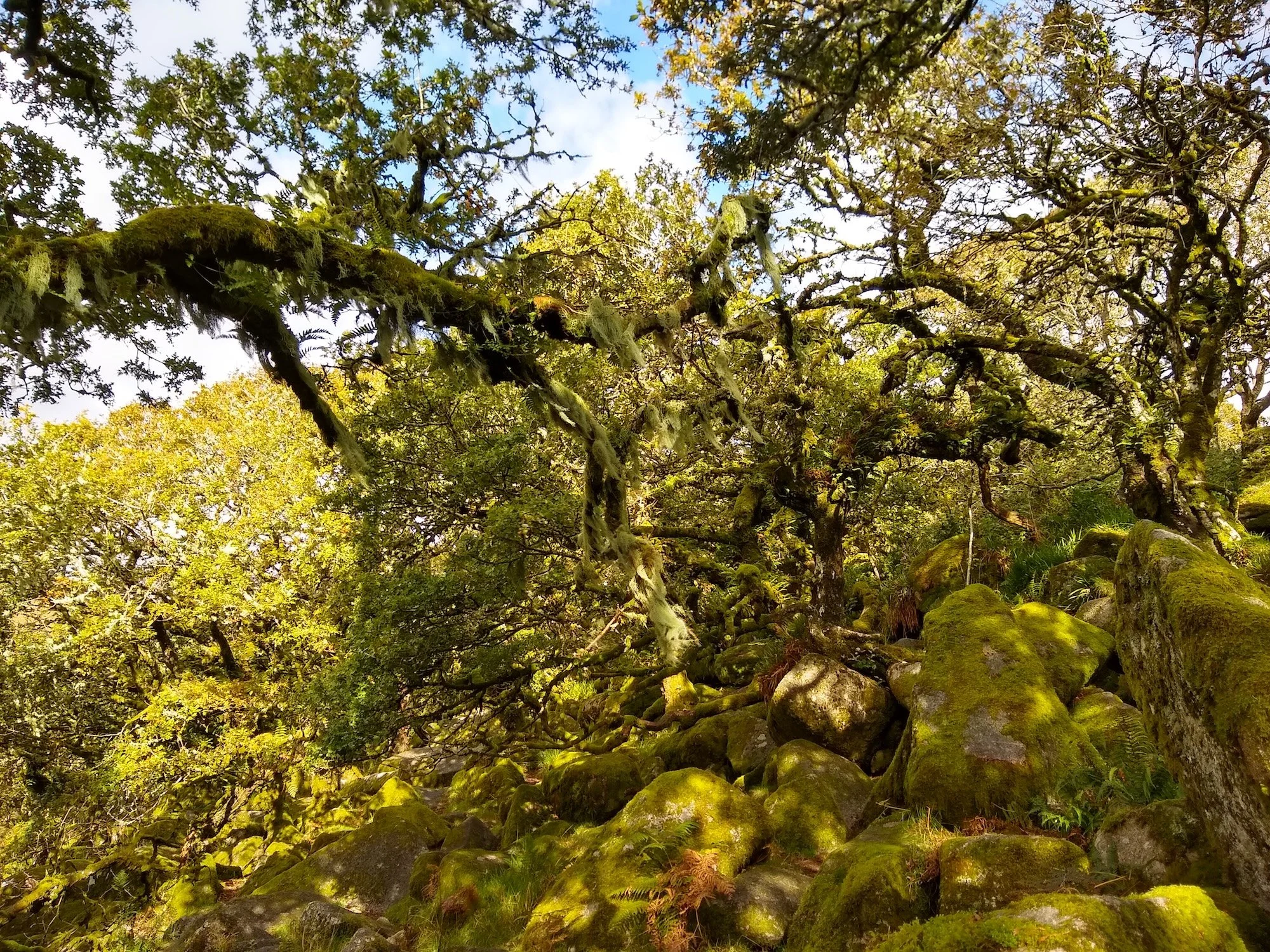 Wistman’s Wood and cream tea