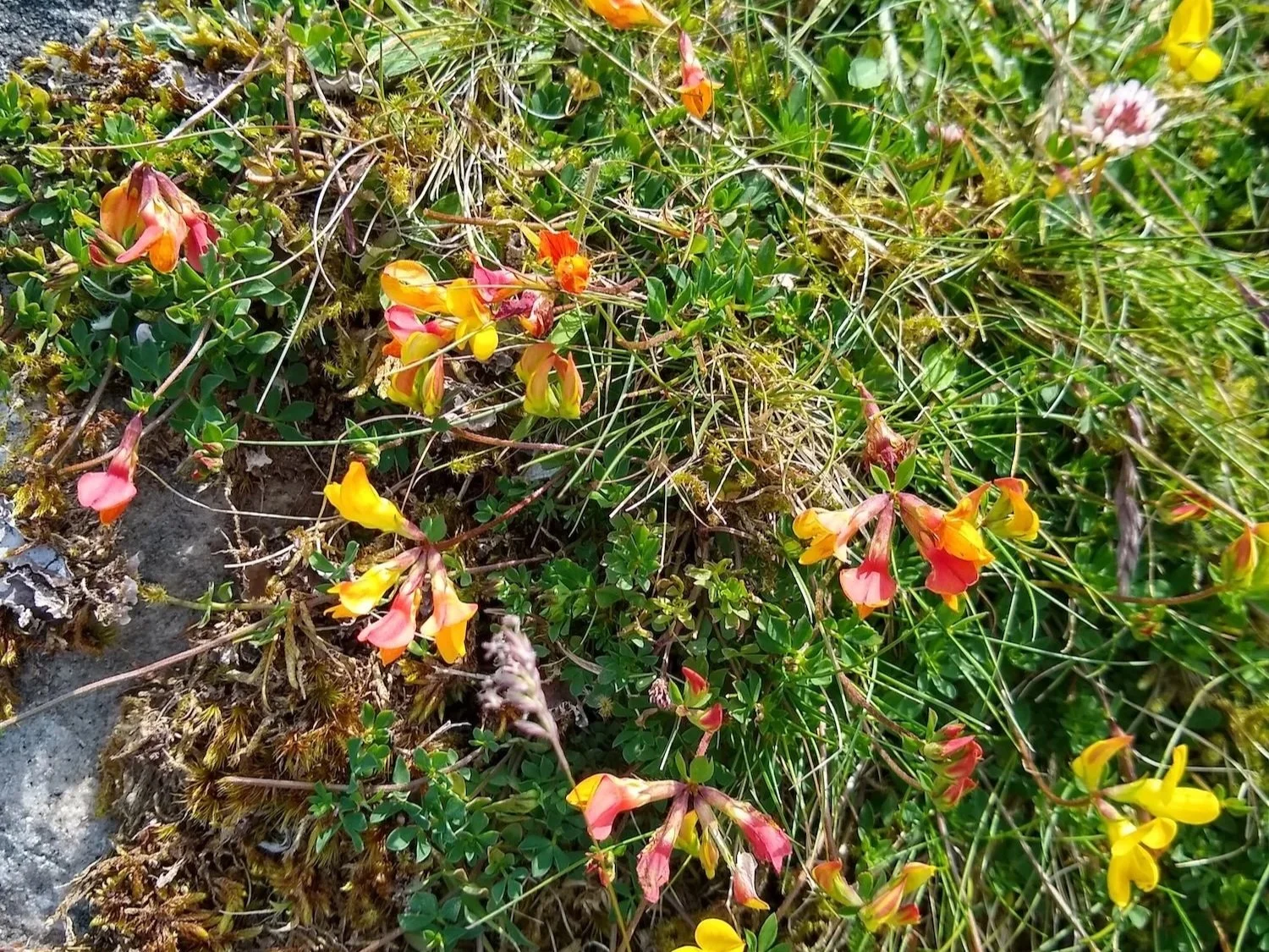 An Introduction to Dartmoor’s Plants