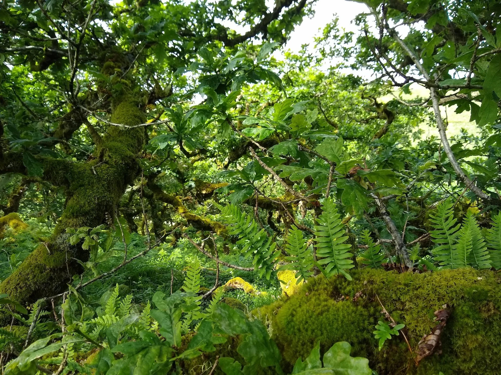 Discover Dartmoor’s Rainforests