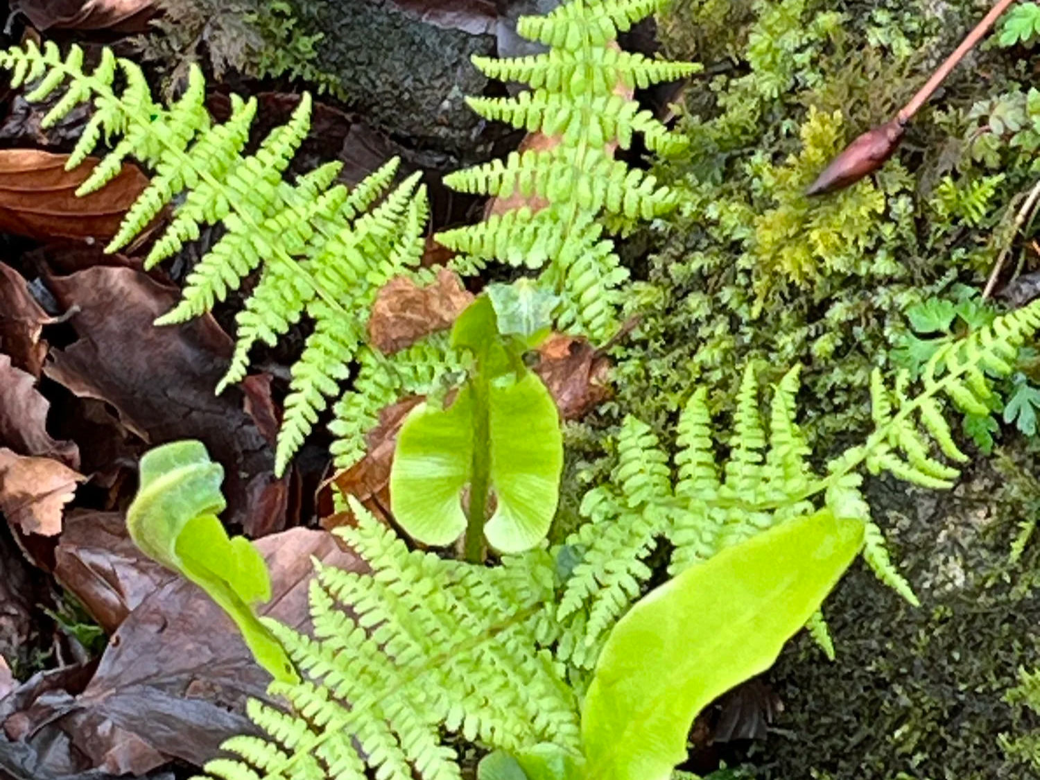 Mosses, Ferns & Lichens – an Introduction