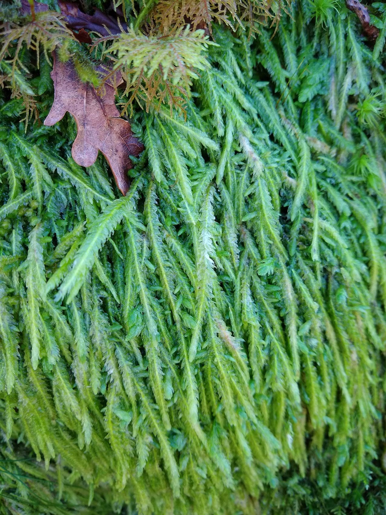 Plagiothecium-undulatum-BaTC-22.02.21.jpg