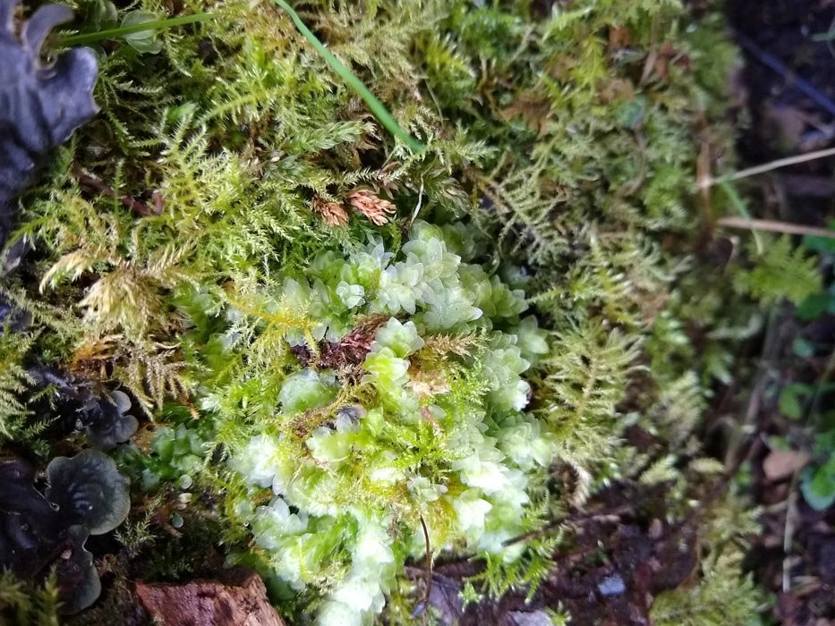 Intro-to-mosses-ferns-lichens-subsidiary-pic-4.jpg