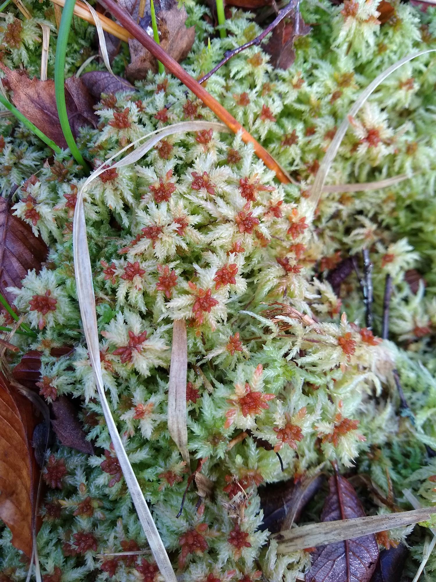 S.-palustre-in-winter.jpg