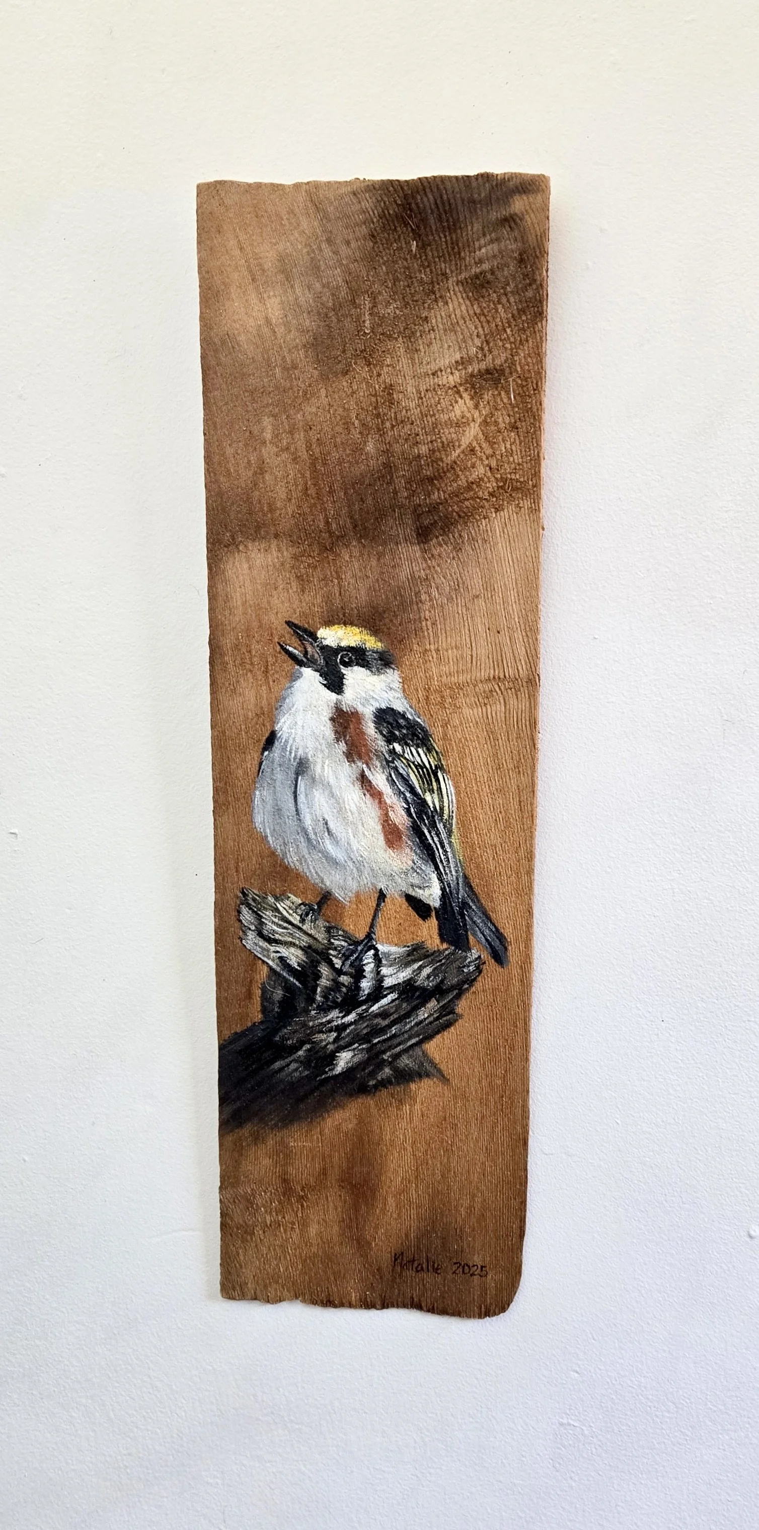 Chestnut-Sided Warbler