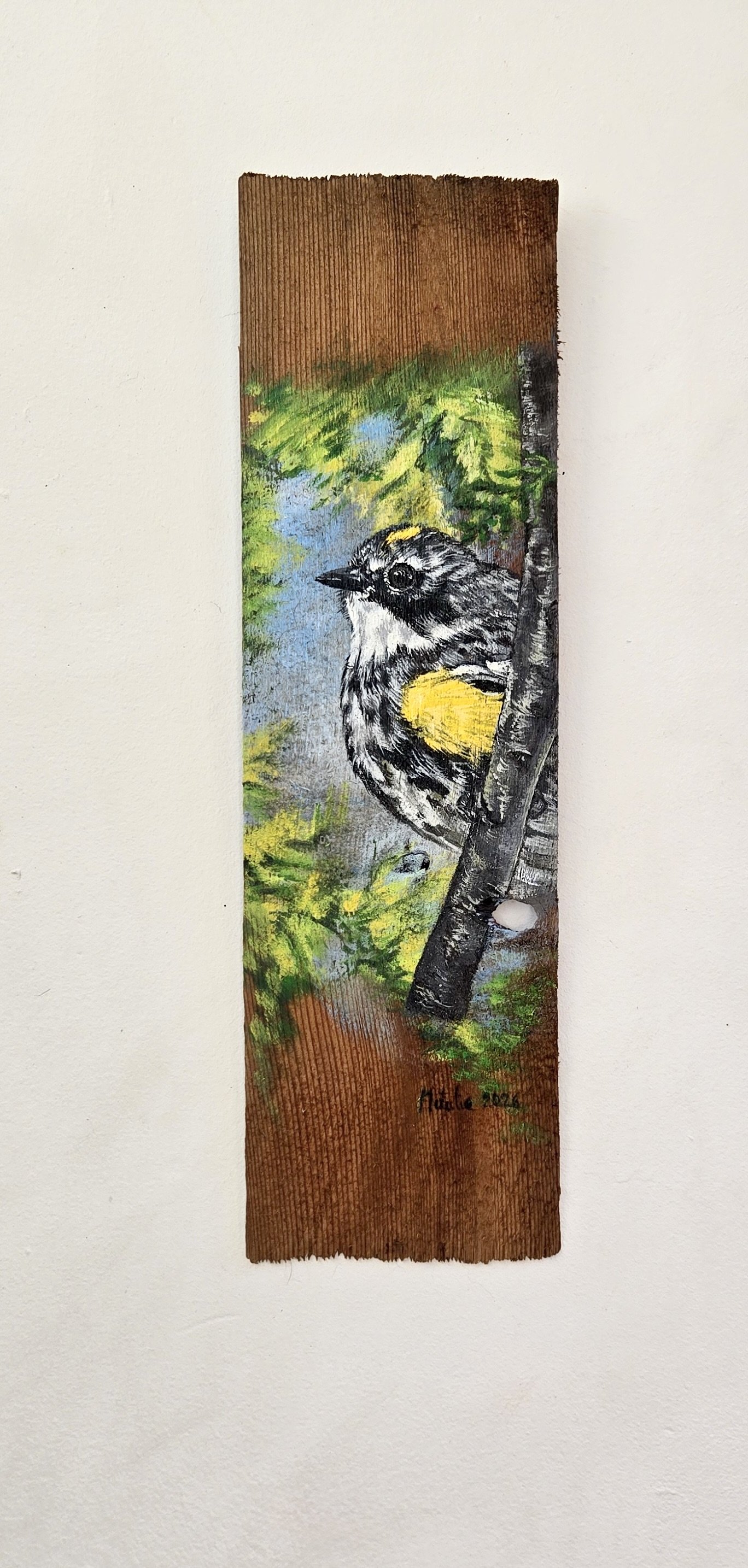 Yellow-Rumped Warbler