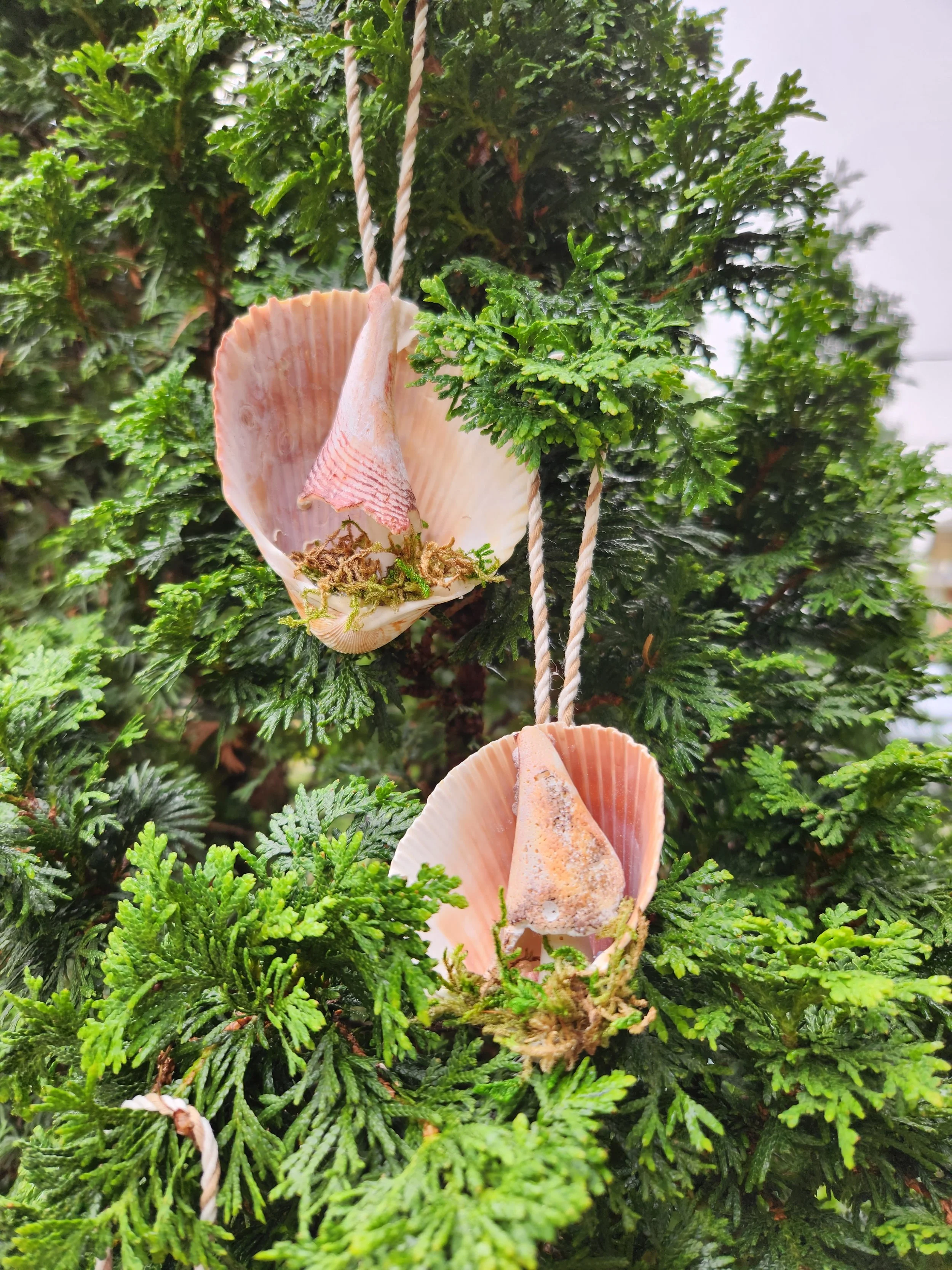 mushroom shell.jpg