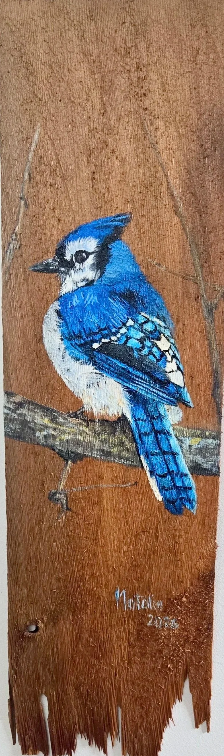 blue+jay.jpg