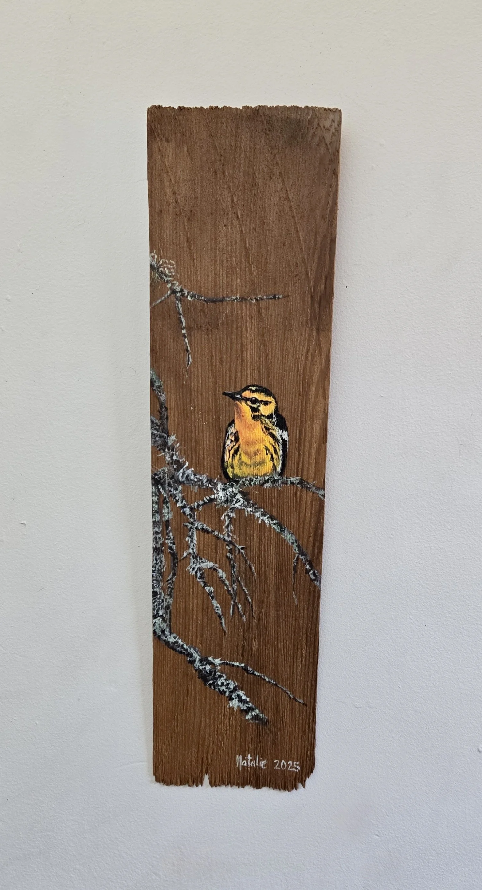 Blackburnian Warbler
