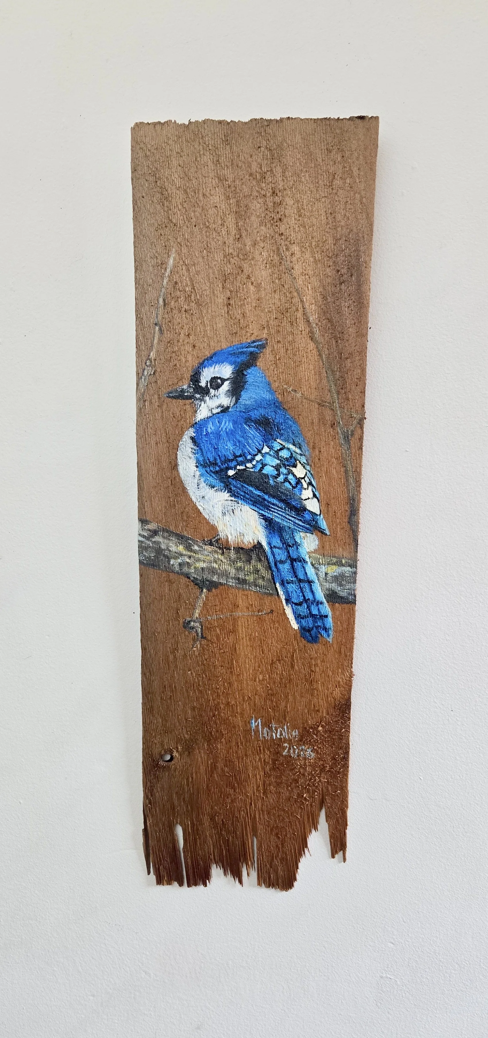 Blue Jay