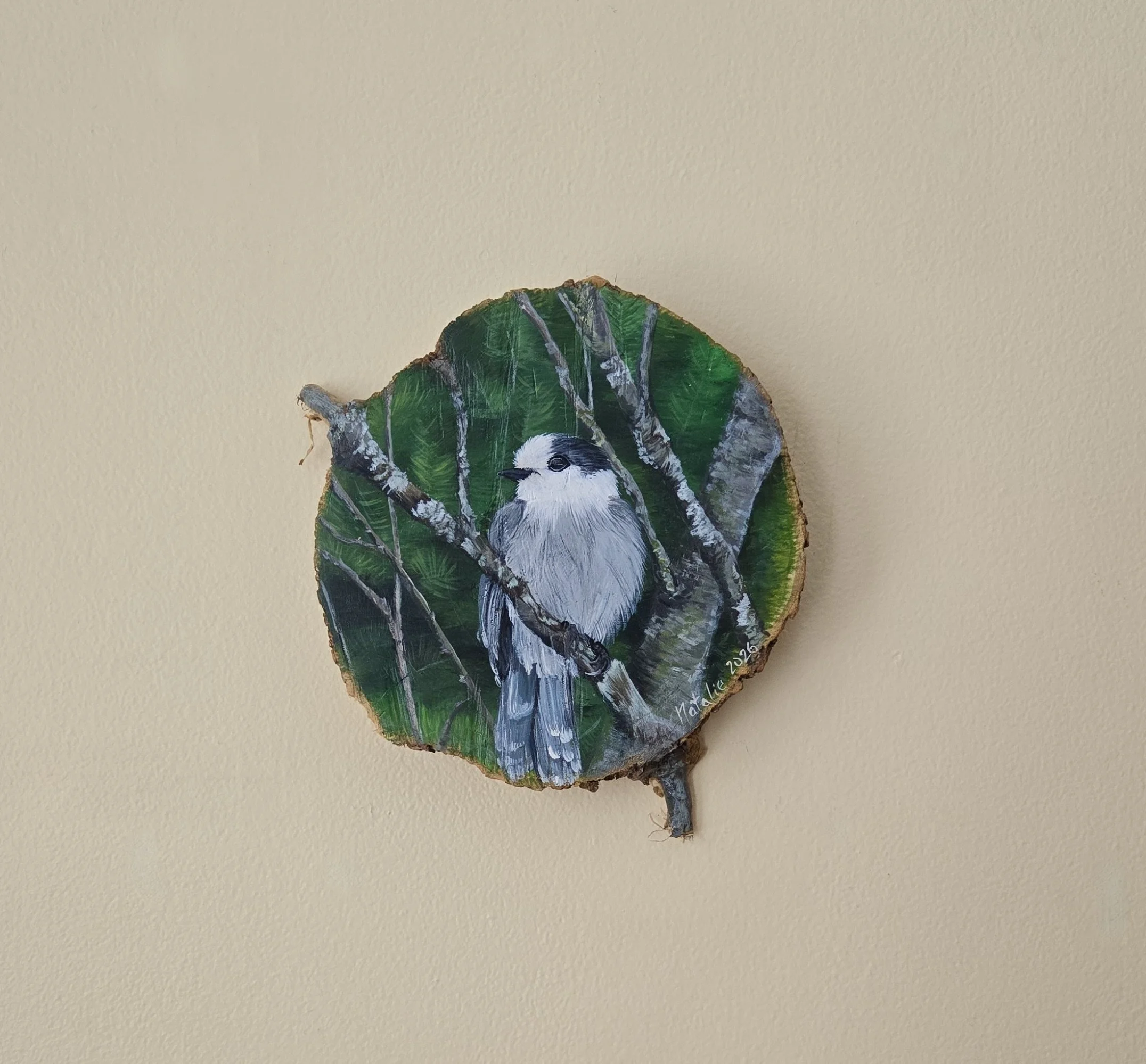 Canada Jay