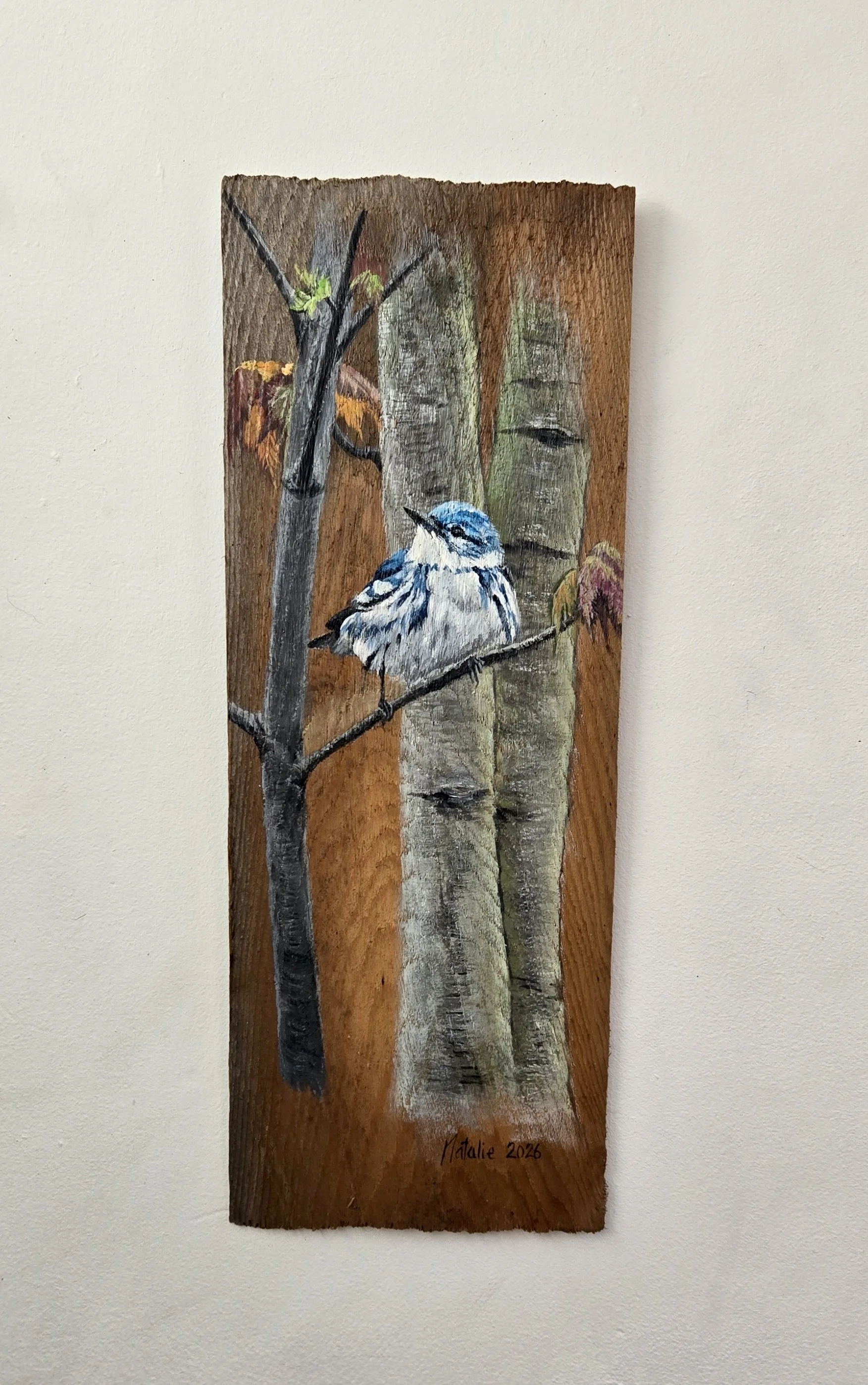 Cerulean Warbler