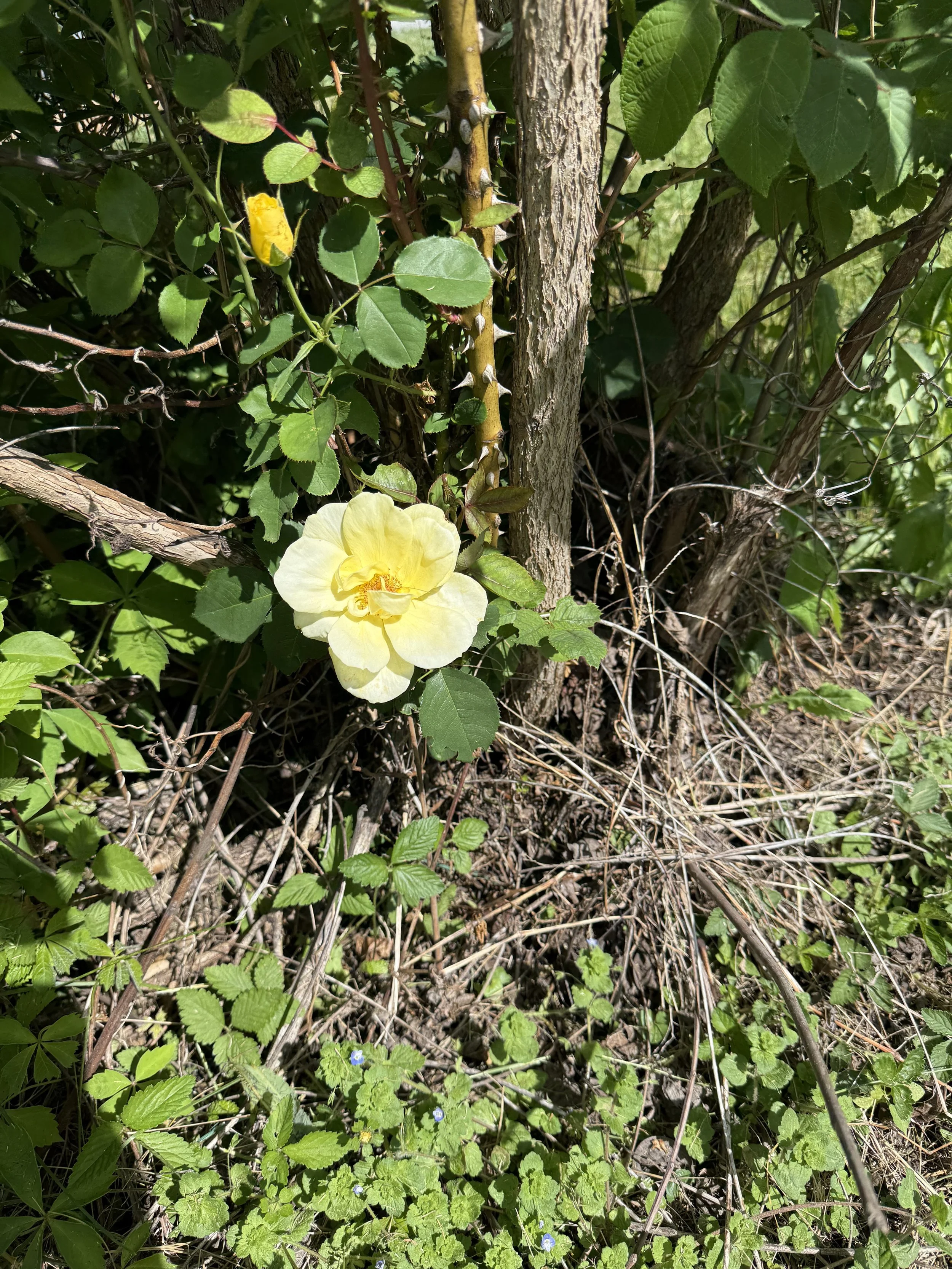 Yellow 'walking rose' close to the ground in East Tennessee