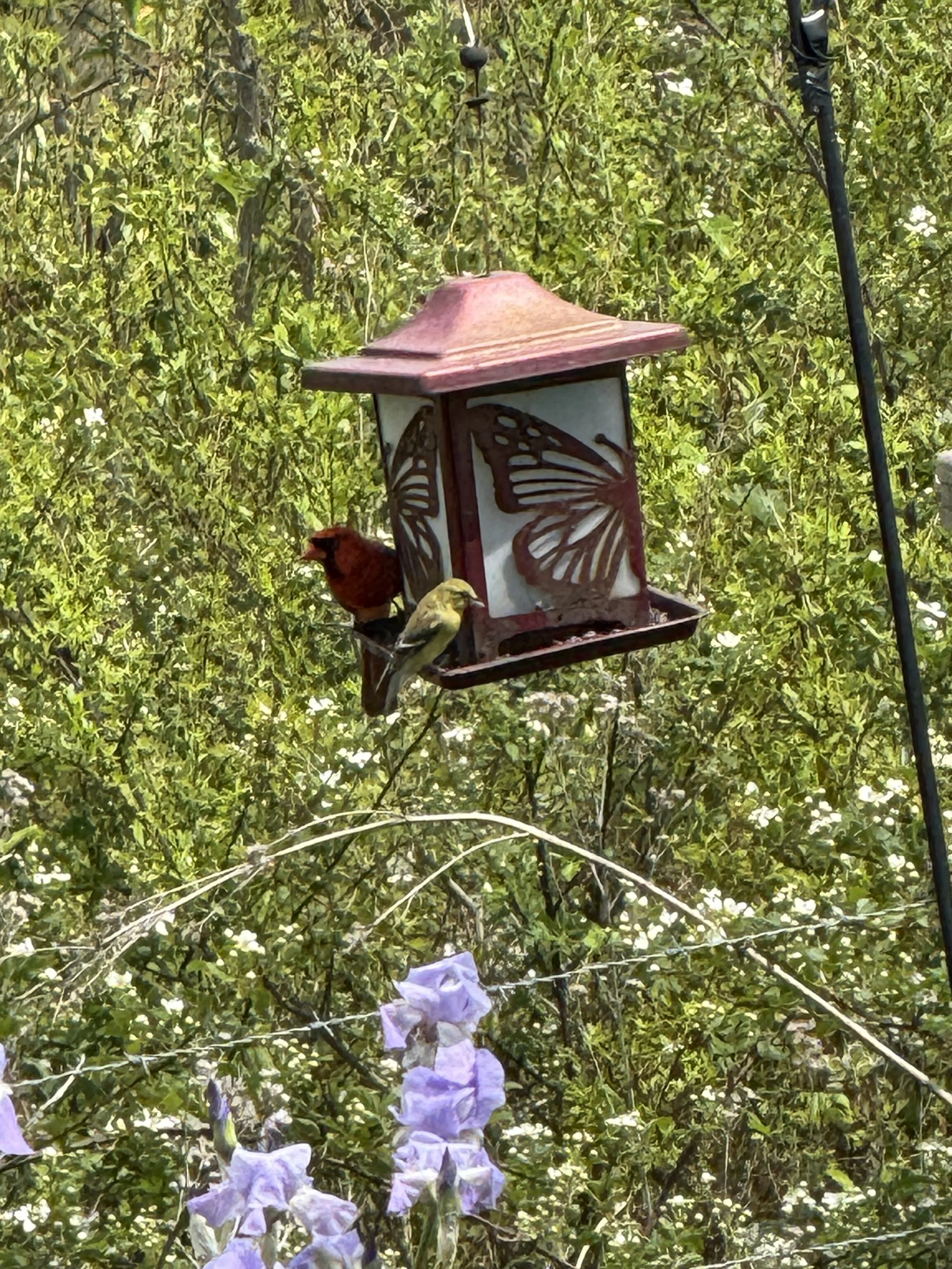 A red cardinal and yellow gold finch at a red feeder in East Tennessee
